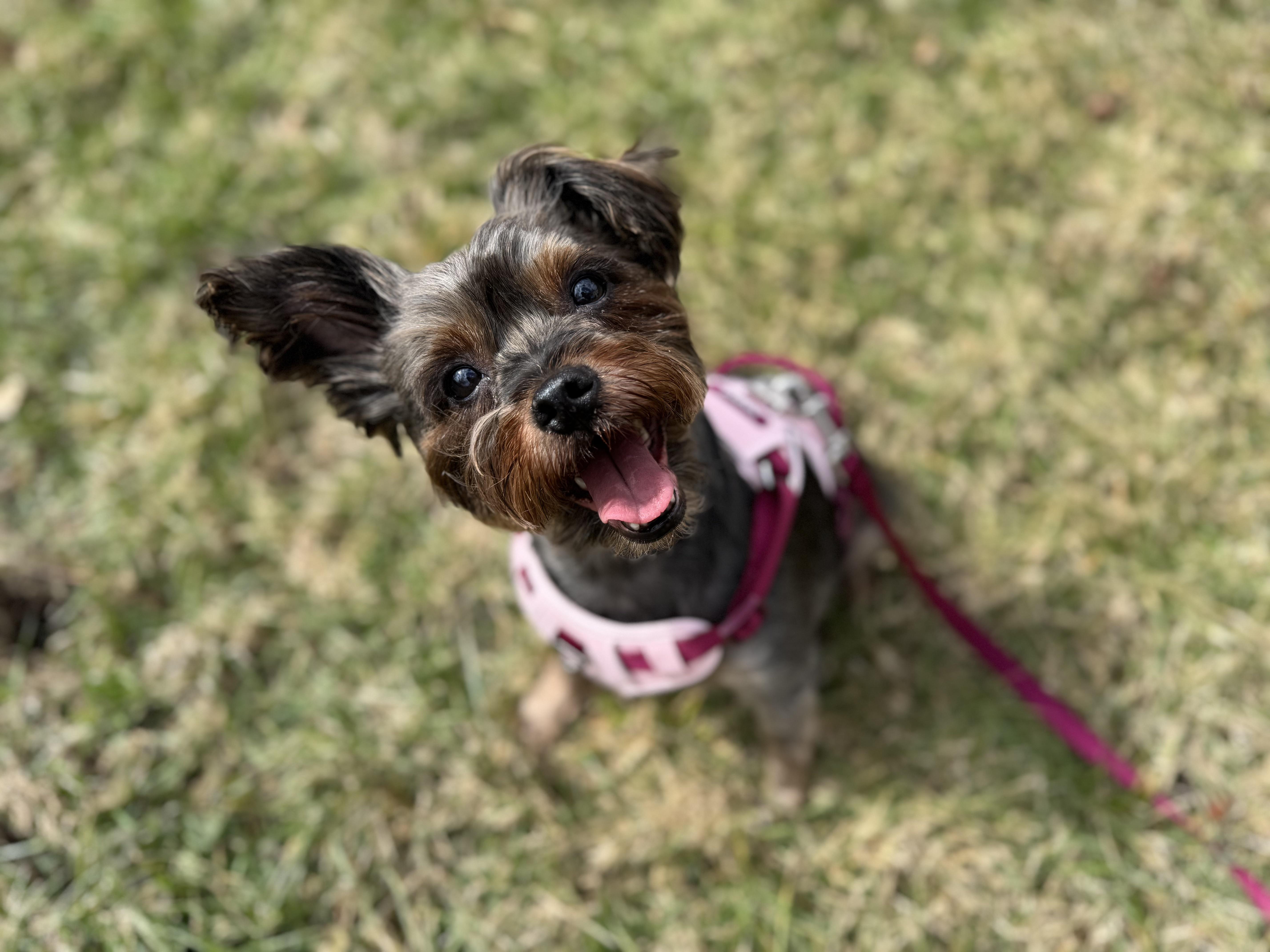 Enlarge Valkyrie (loves dogs, cats & kids), an adopted mixed breed in Waterbury, CT image 3/6