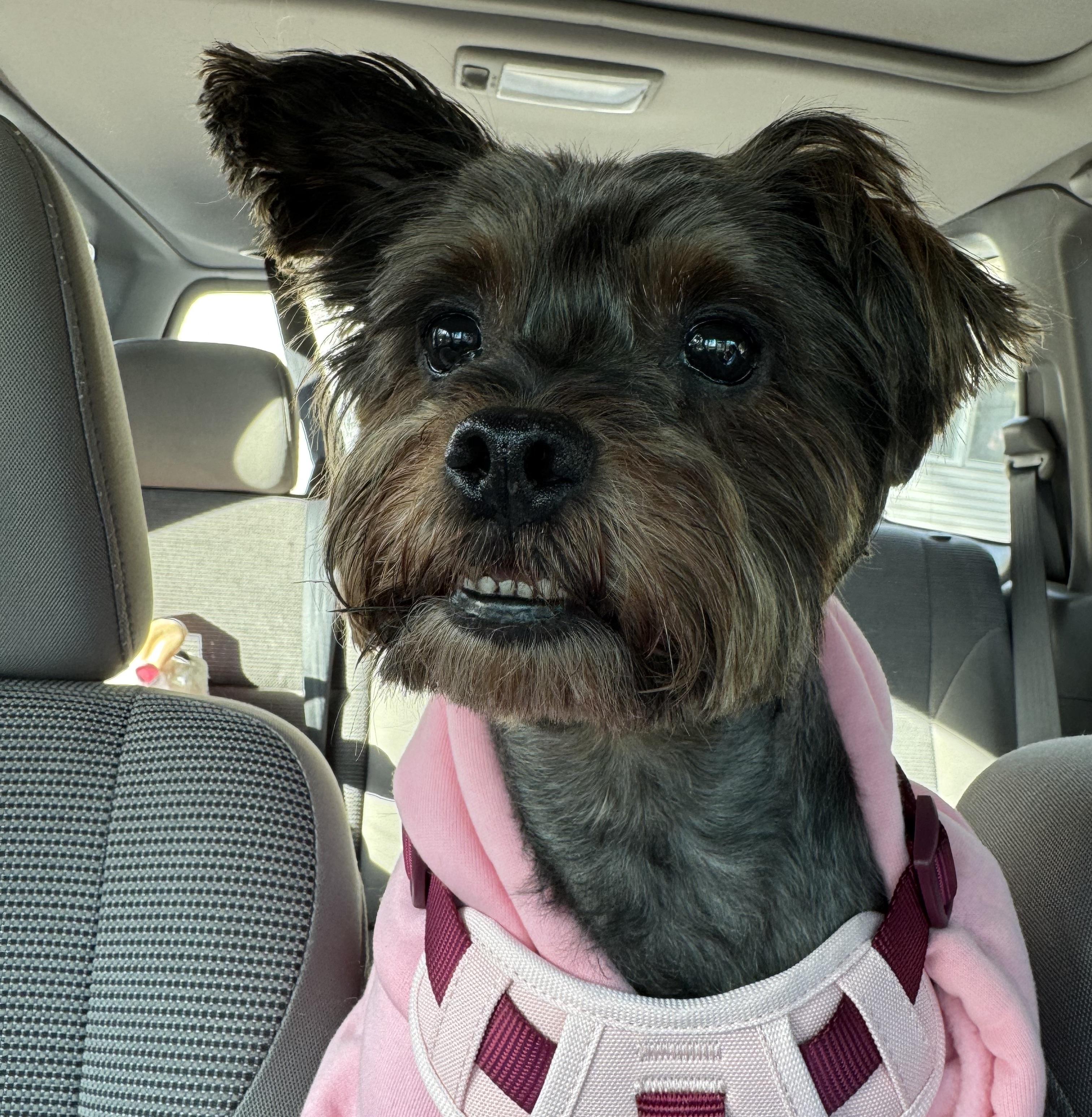 Enlarge Valkyrie (loves dogs, cats & kids), an adopted mixed breed in Waterbury, CT image 5/6