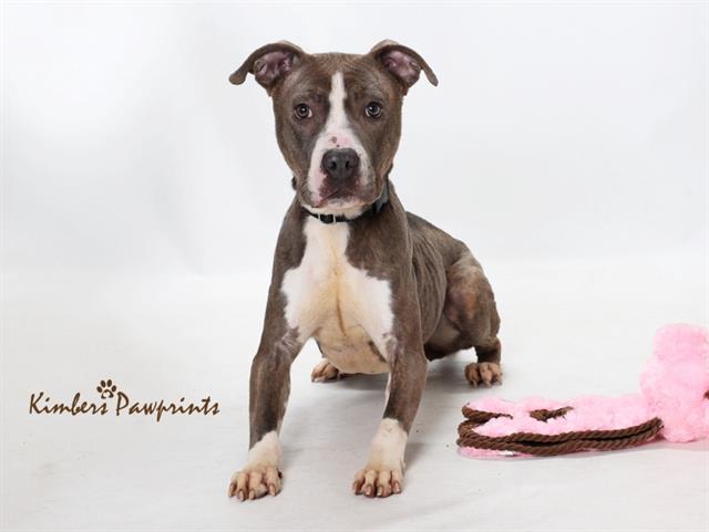 Enlarge RASPBERRY, a Adoptable mixed breed in Omaha, NE image 1/1