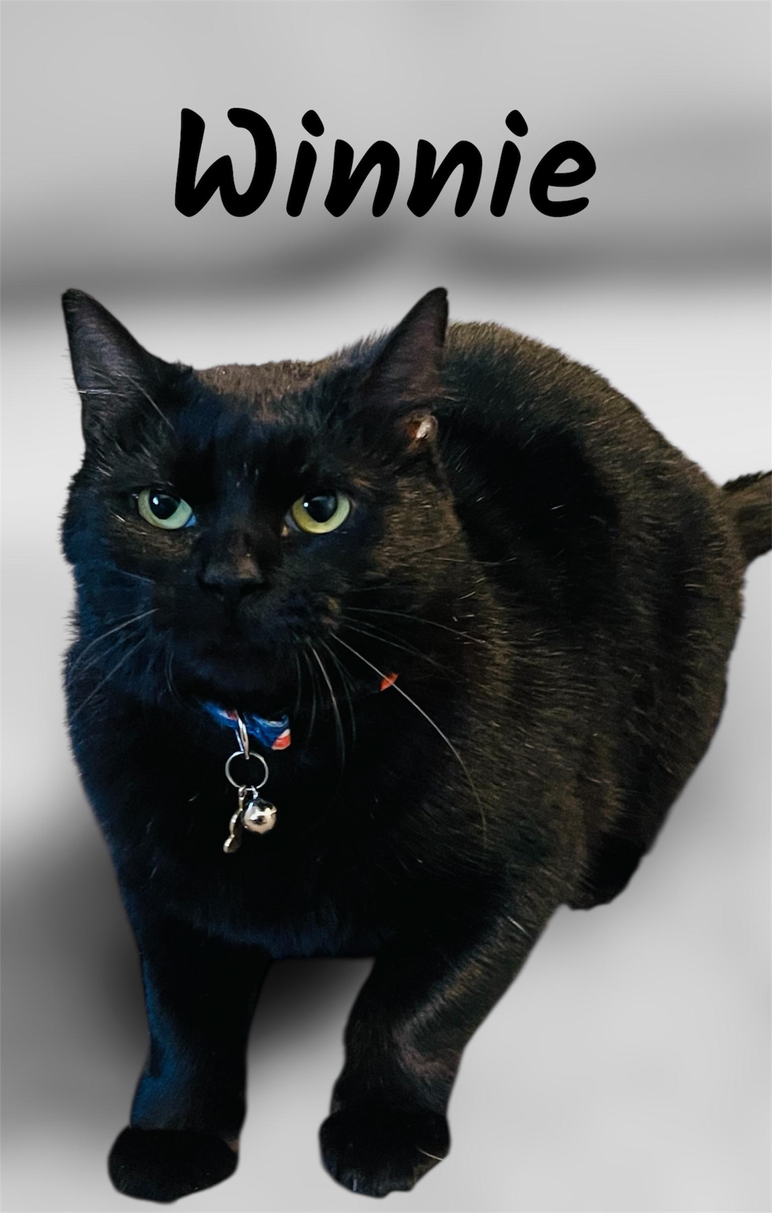 Winnie, Adoptable, Adult Female Domestic Short Hair.