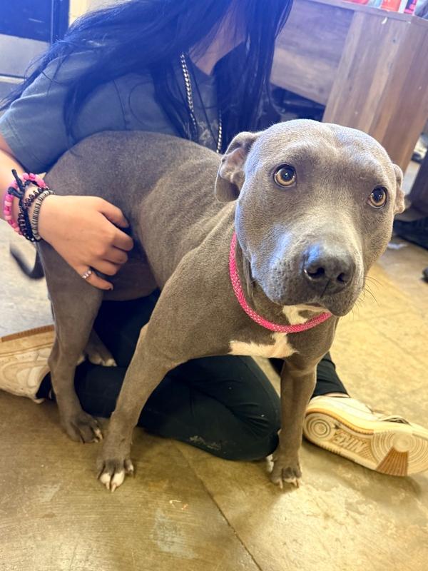 Iris 25D-317, Adoptable, Adult Female Terrier.