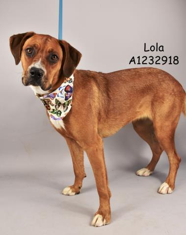 Enlarge Lola -- URGENT!! LONG-TIME RESIDENT!!, a Adoptable mixed breed in Thousand Oaks, CA image 1/1