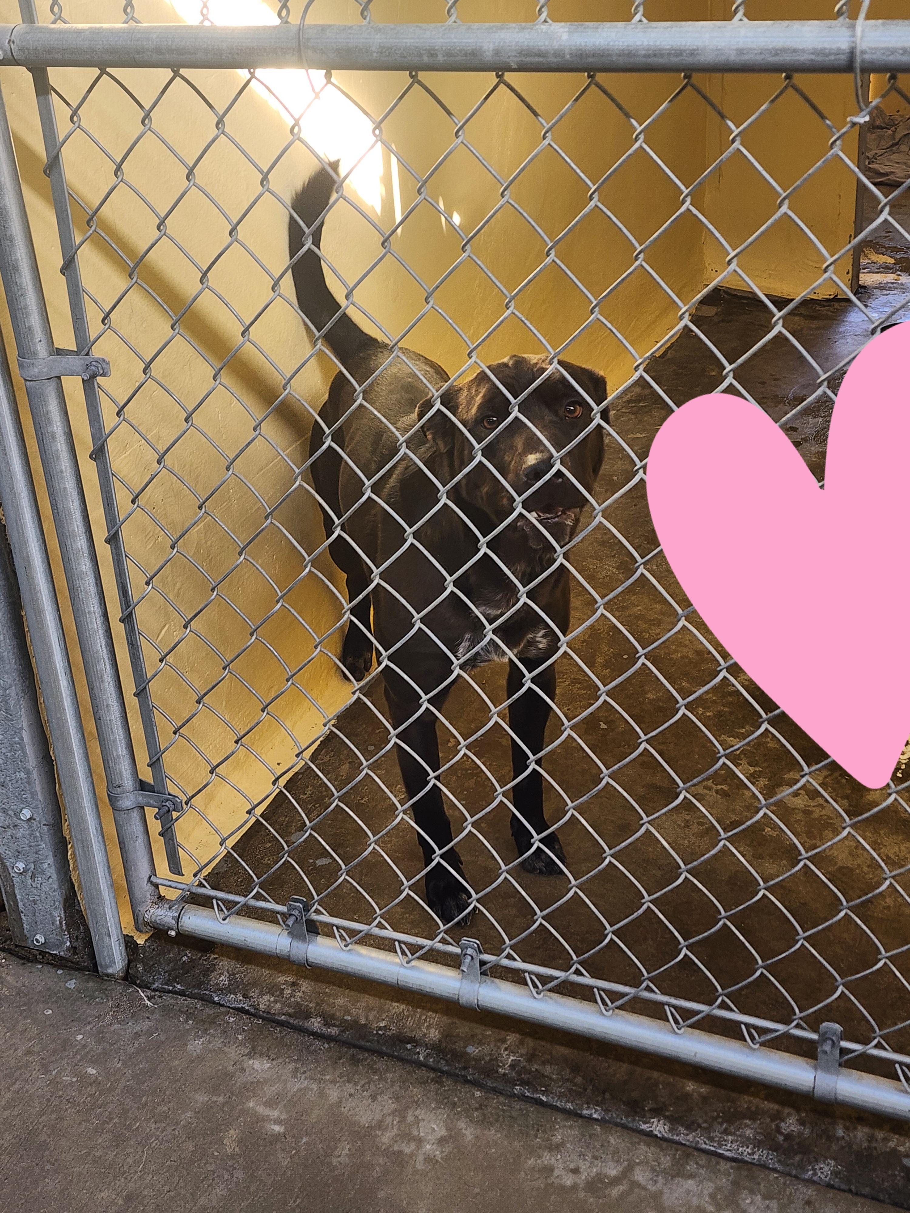 25-335, ADOPTABLE, Adult Male Shepherd.