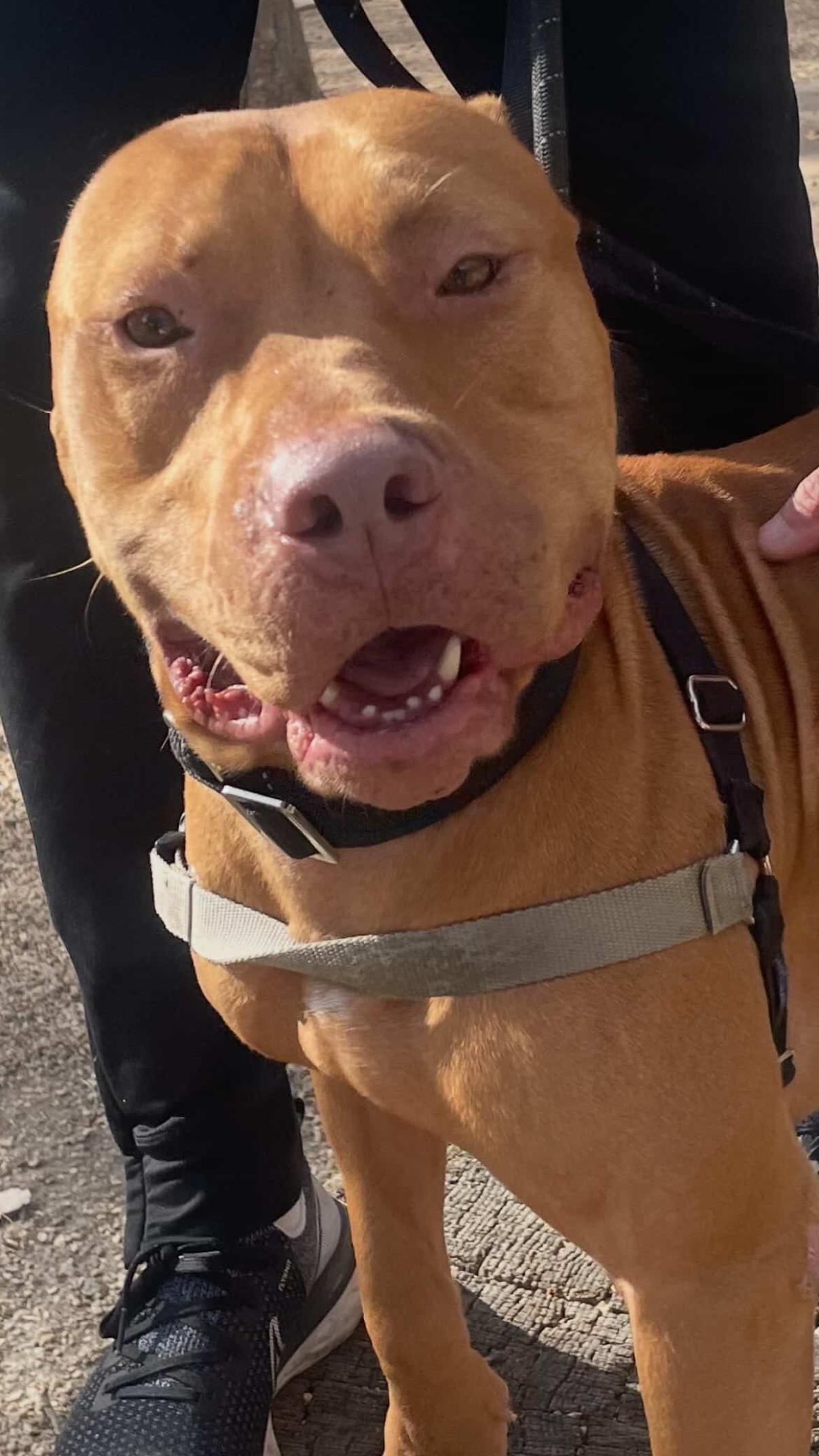 Enlarge Deuce, a ADOPTABLE mixed breed in Rancho Palos Verdes, CA image 5/6