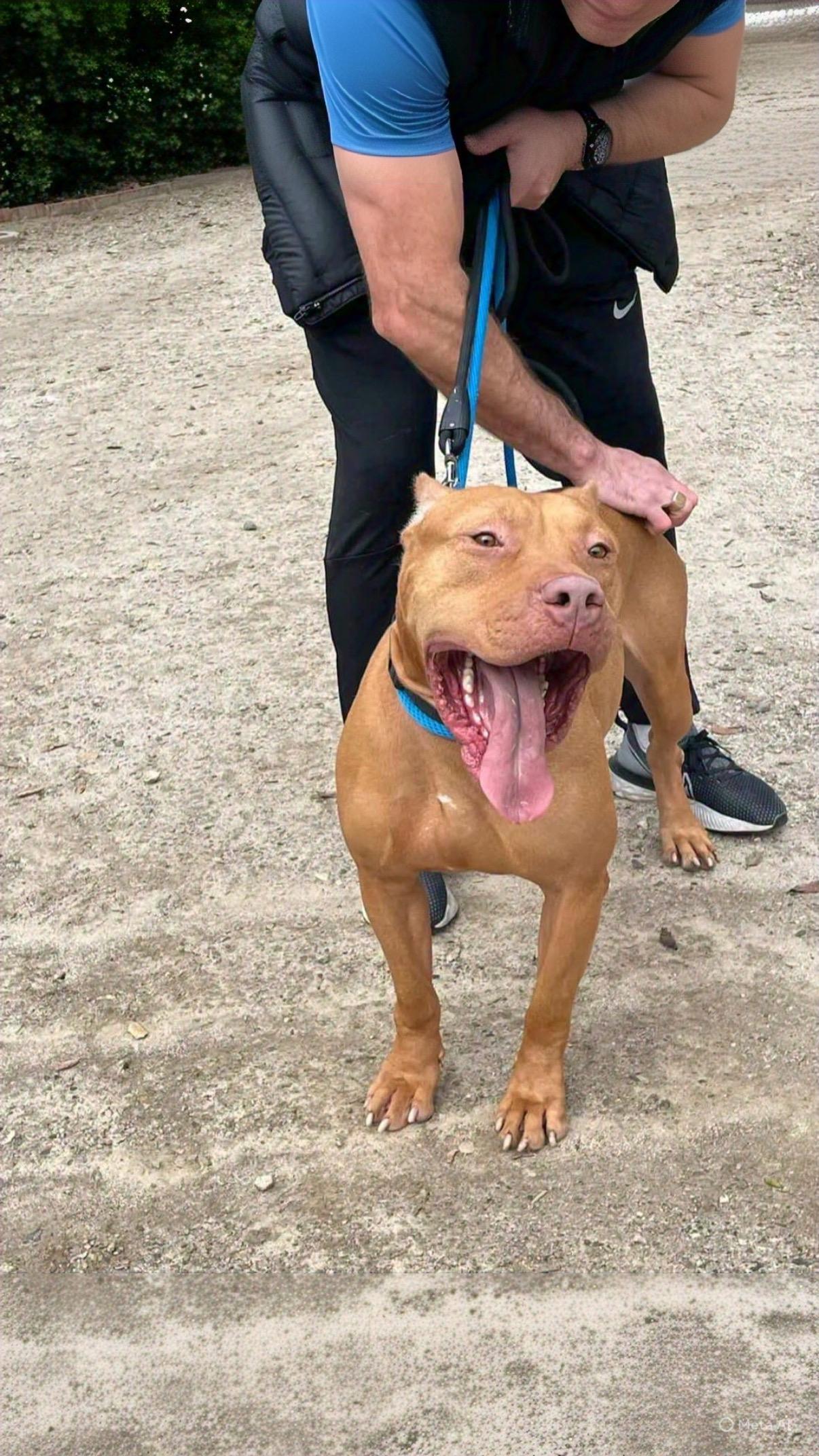 Deuce, ADOPTABLE, Young Male Pit Bull Terrier & American Staffordshire Terrier.