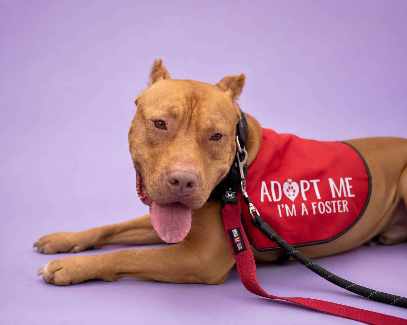 Enlarge Deuce, a ADOPTABLE mixed breed in Rancho Palos Verdes, CA image 4/6