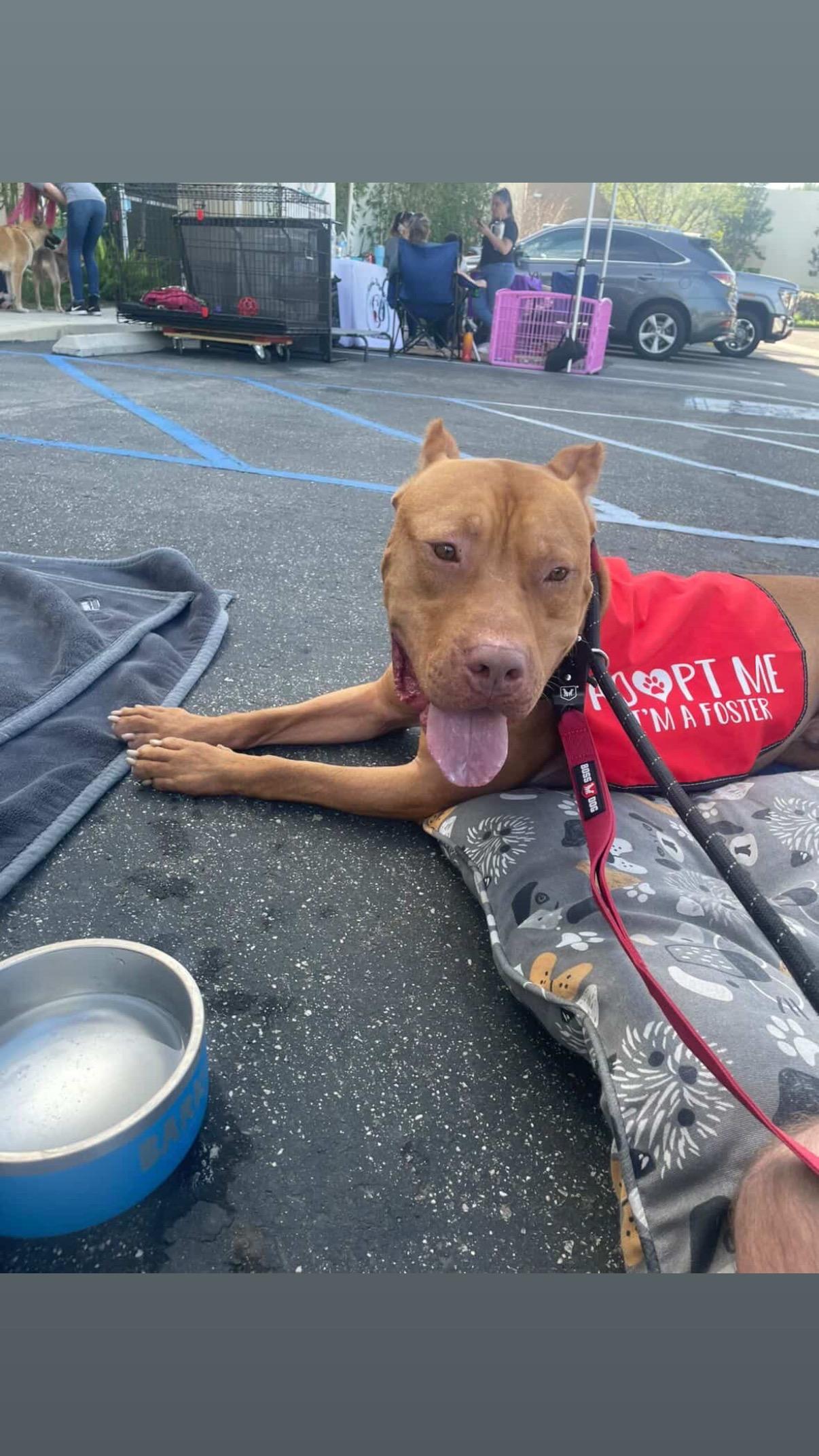 Enlarge Deuce, a ADOPTABLE mixed breed in Rancho Palos Verdes, CA image 2/6