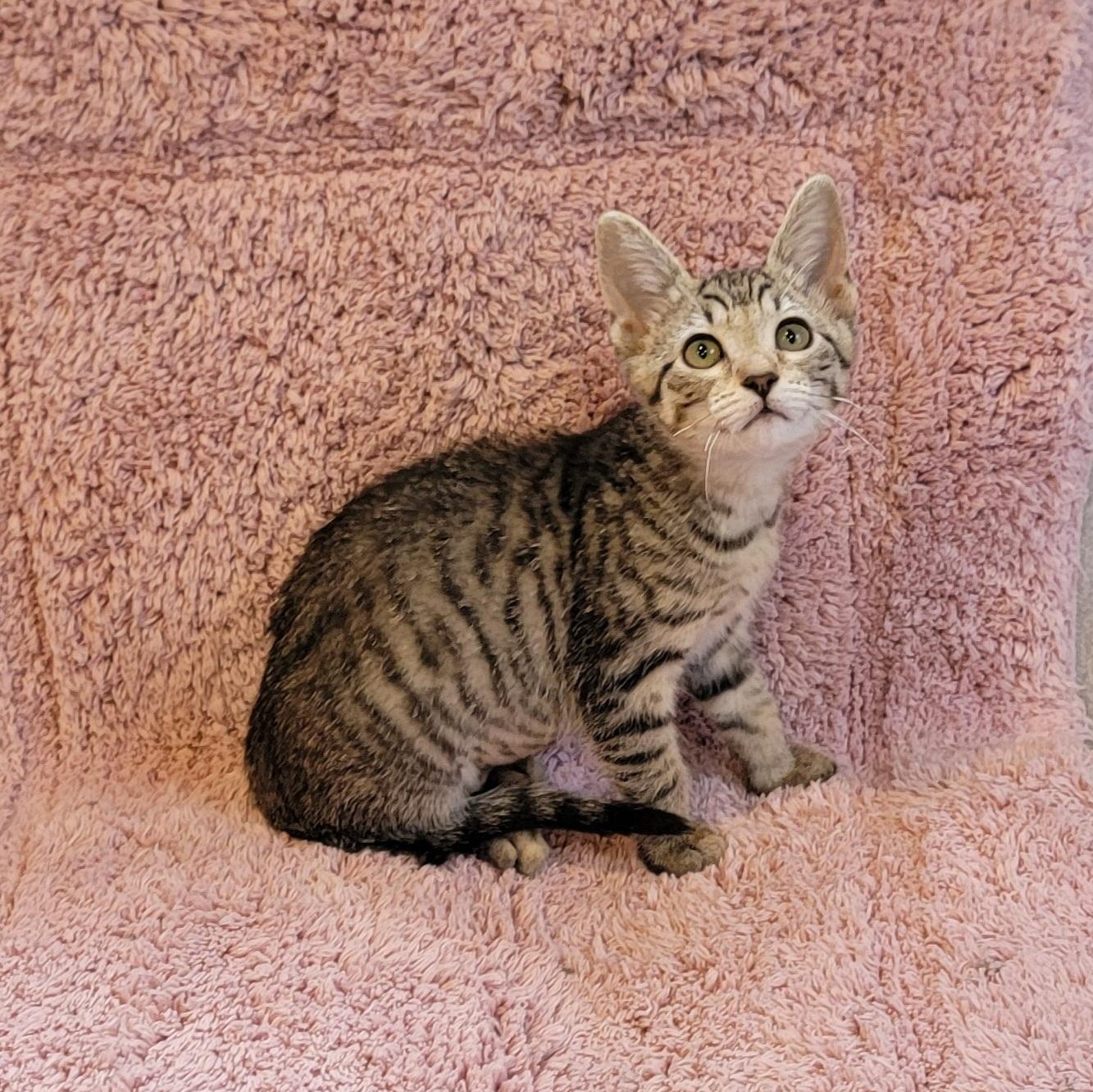 Enlarge Janie, a Adoptable Domestic Short Hair in Wyandotte, MI image 1/4