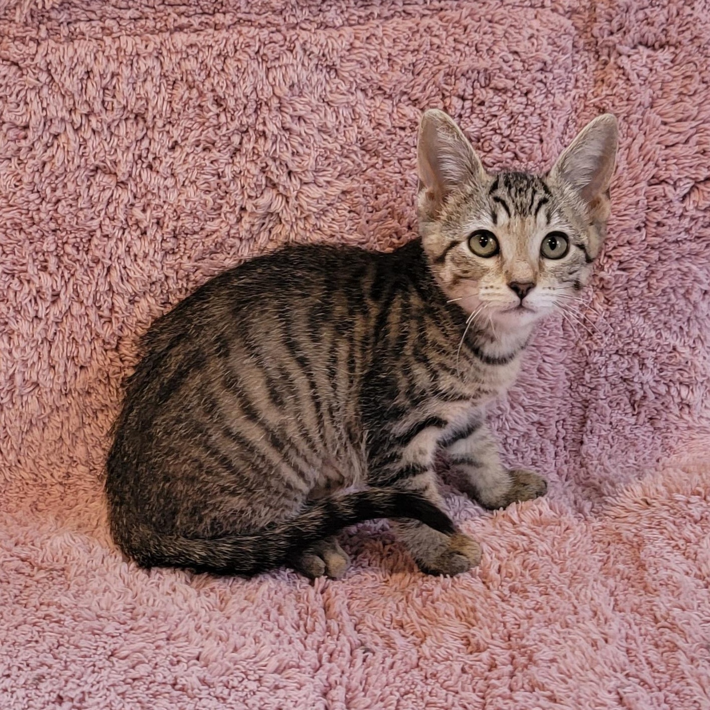 Enlarge Janie, a Adoptable Domestic Short Hair in Wyandotte, MI image 3/4