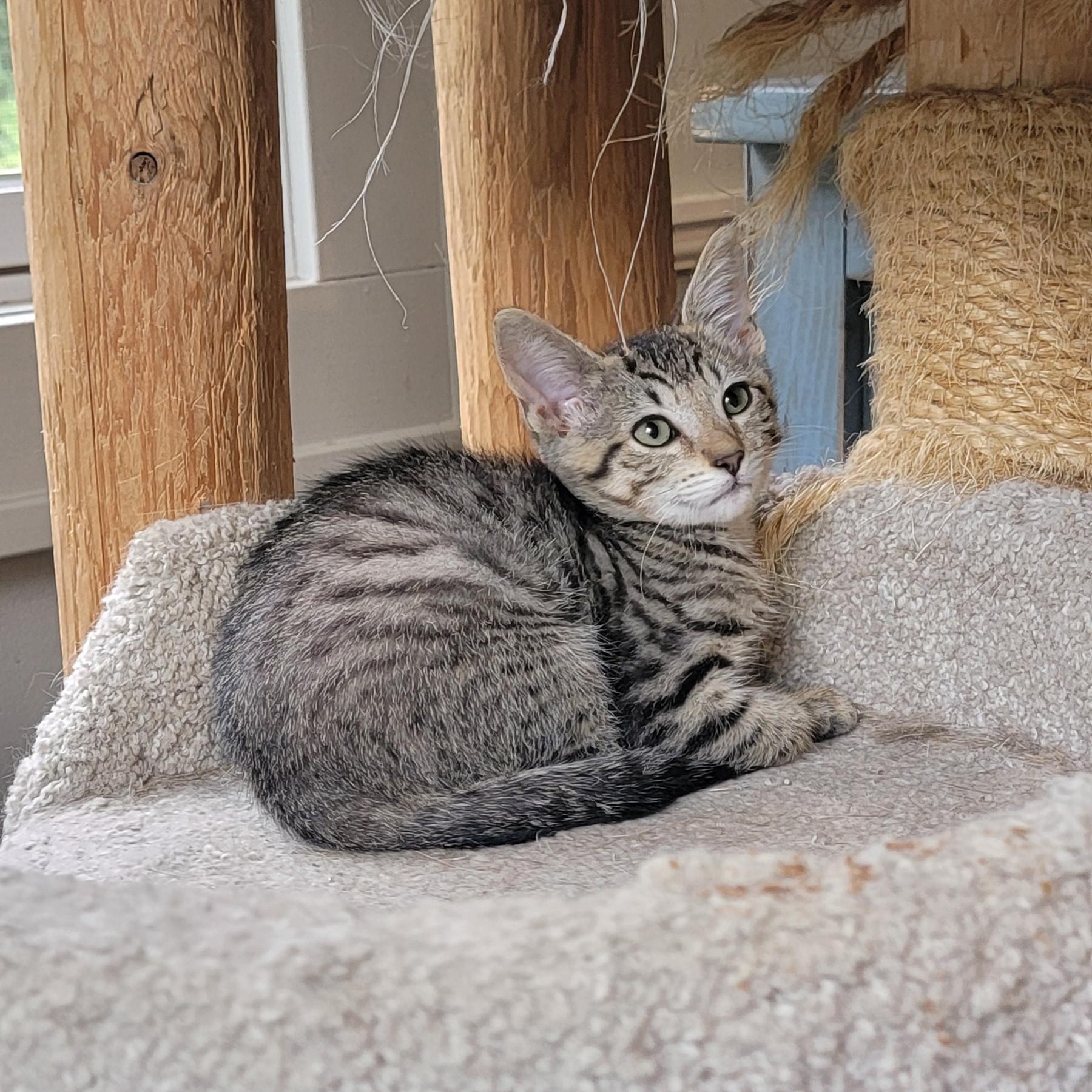 Enlarge Janie, a Adoptable Domestic Short Hair in Wyandotte, MI image 2/4