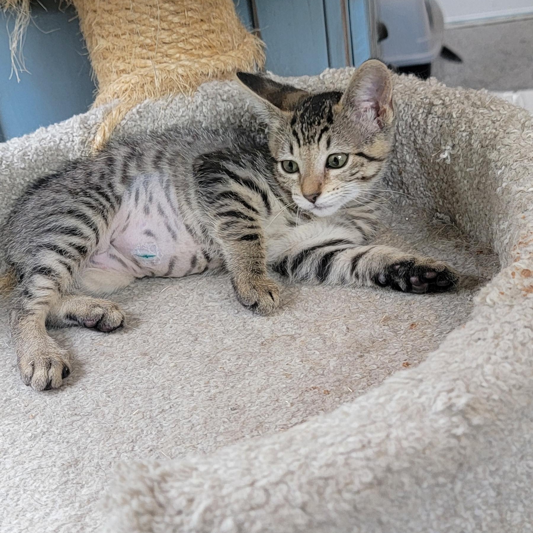 Enlarge Janie, a Adoptable Domestic Short Hair in Wyandotte, MI image 4/4