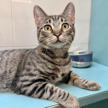 Enlarge Twinkle, a ADOPTABLE Domestic Short Hair in Santa Cruz, CA image 4/5