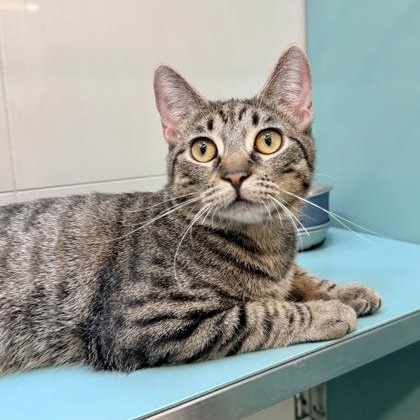 Enlarge Twinkle, a ADOPTABLE Domestic Short Hair in Santa Cruz, CA image 2/5