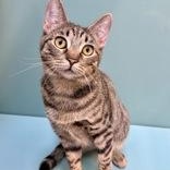 Enlarge Twinkle, a ADOPTABLE Domestic Short Hair in Santa Cruz, CA image 1/5