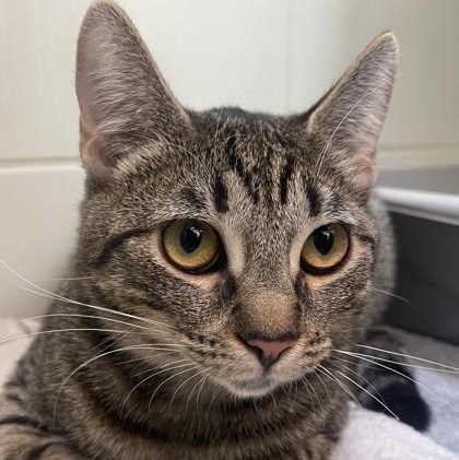 Enlarge Twinkle, a ADOPTABLE Domestic Short Hair in Santa Cruz, CA image 5/5