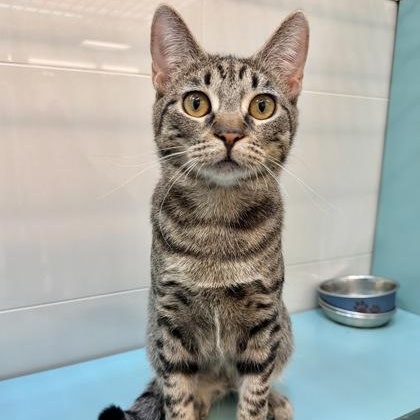 Enlarge Twinkle, a ADOPTABLE Domestic Short Hair in Santa Cruz, CA image 3/5