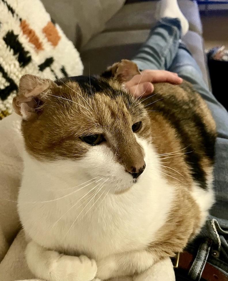 Callie 2