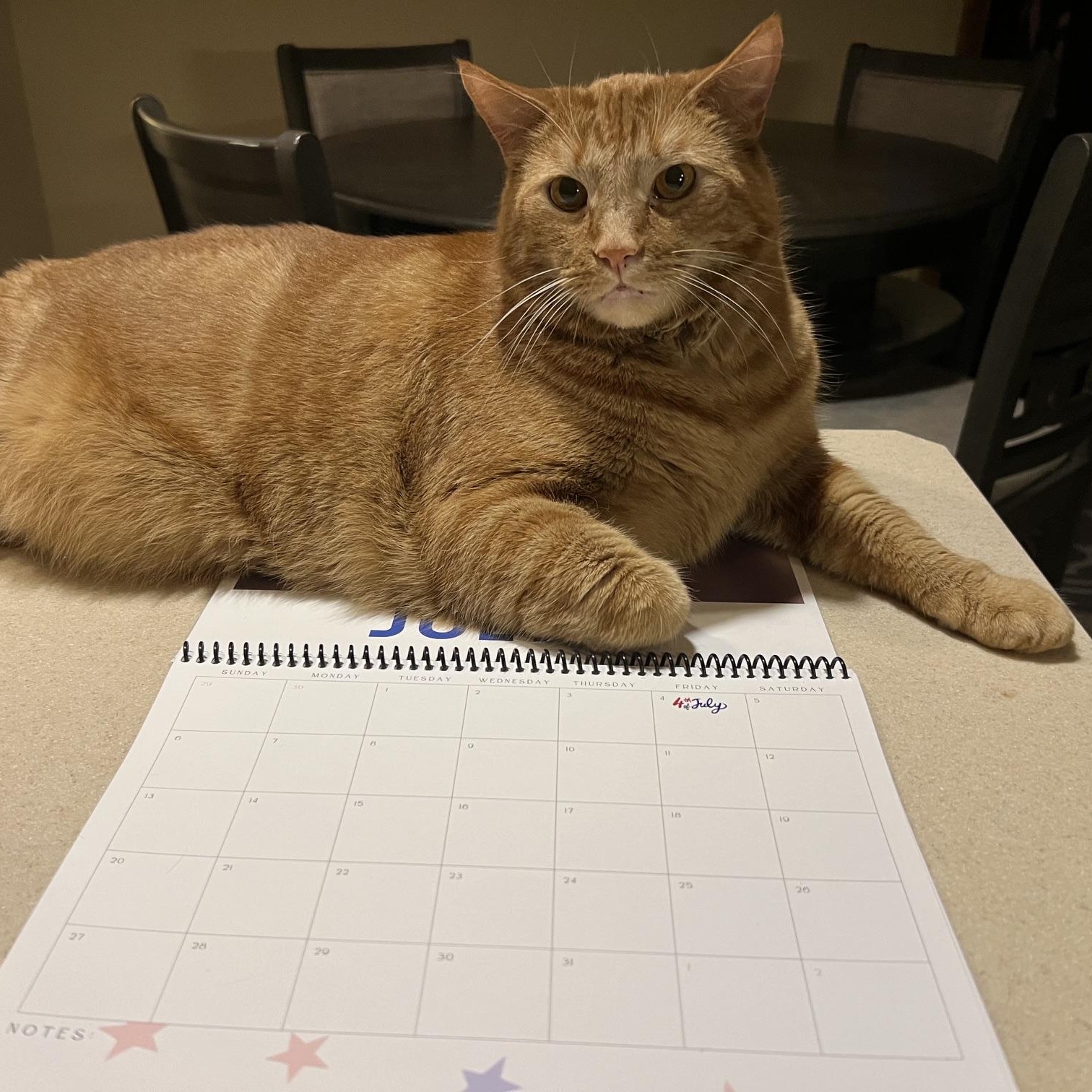 Nacho (COURTESY POST), Adoptable, Adult Male American Shorthair.