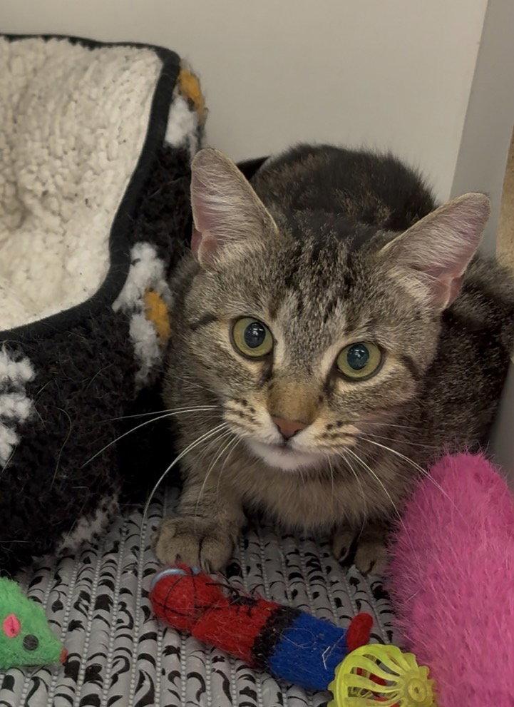 Chardonnay, Adopted, Adult Female Domestic Short Hair.