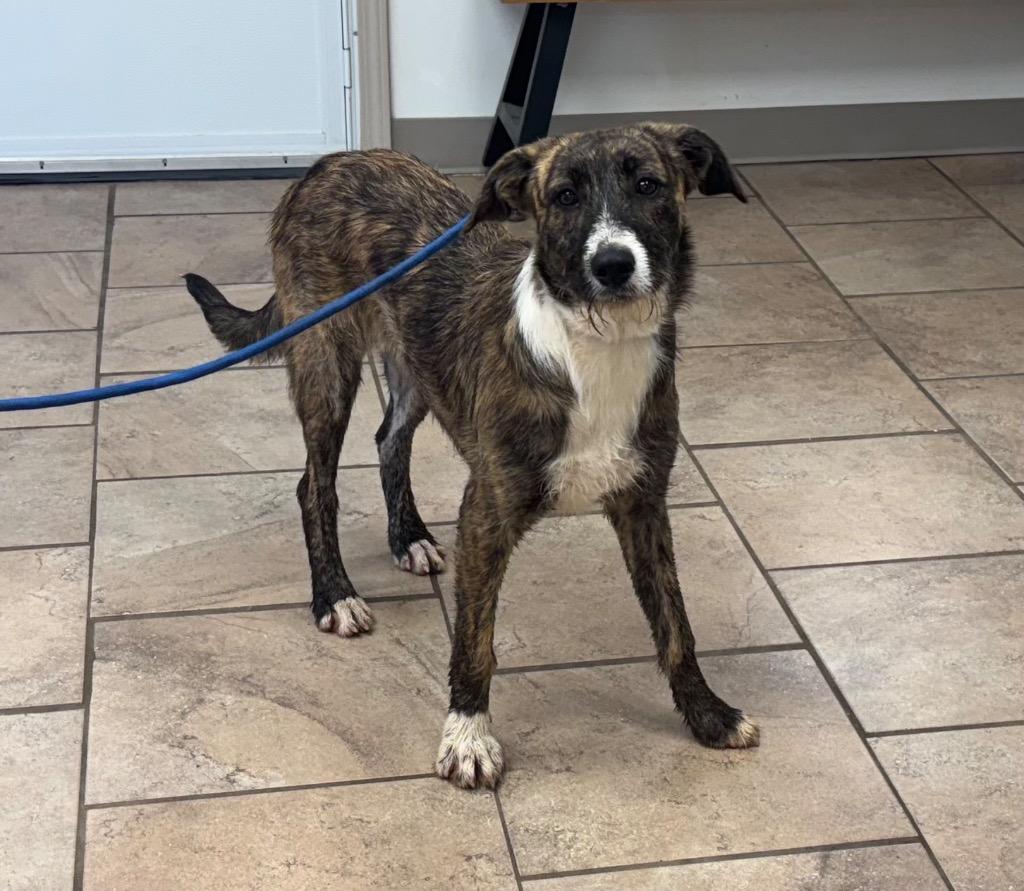 Eva, Adoptable, Puppy Female Mixed Breed.