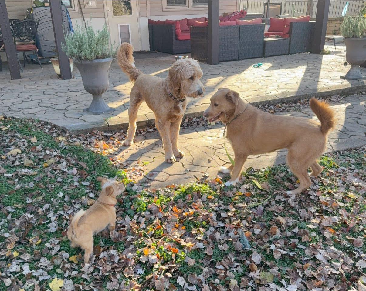 Enlarge Pretty Nala , a ADOPTABLE mixed breed in Nanuet, NY image 1/6