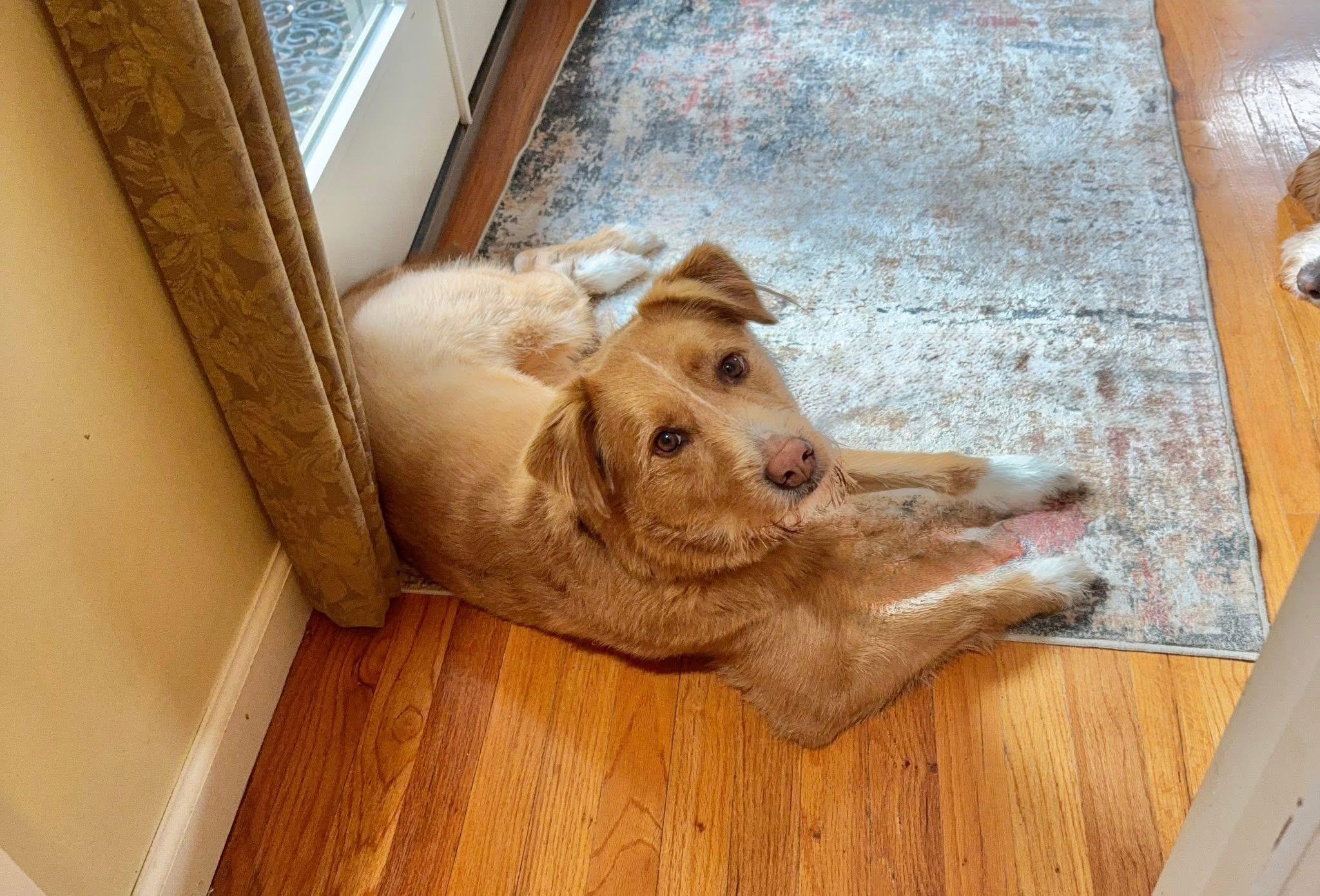 Enlarge Pretty Nala , a ADOPTABLE mixed breed in Nanuet, NY image 2/6