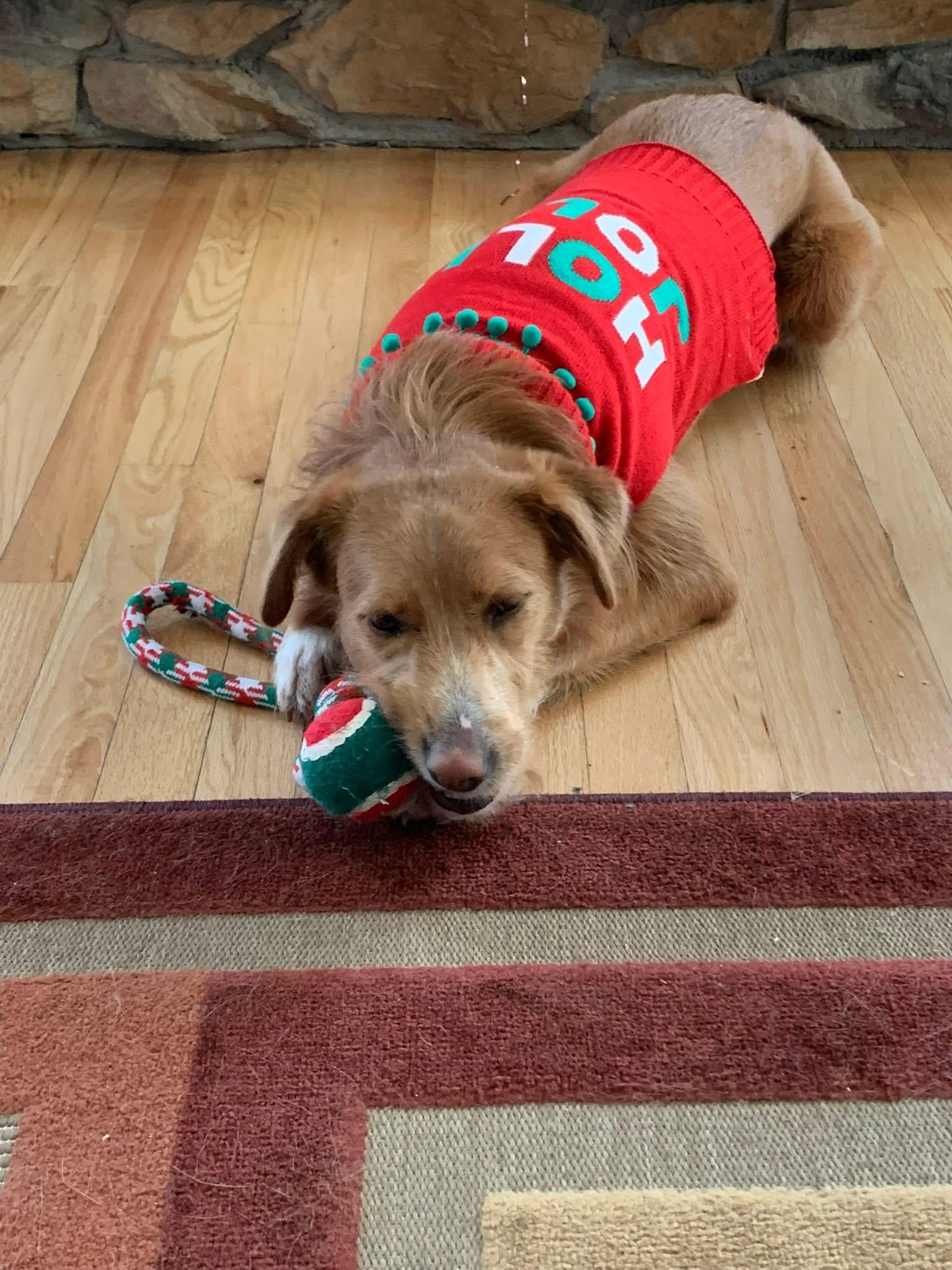 Enlarge Pretty Nala , a ADOPTABLE mixed breed in Nanuet, NY image 3/6