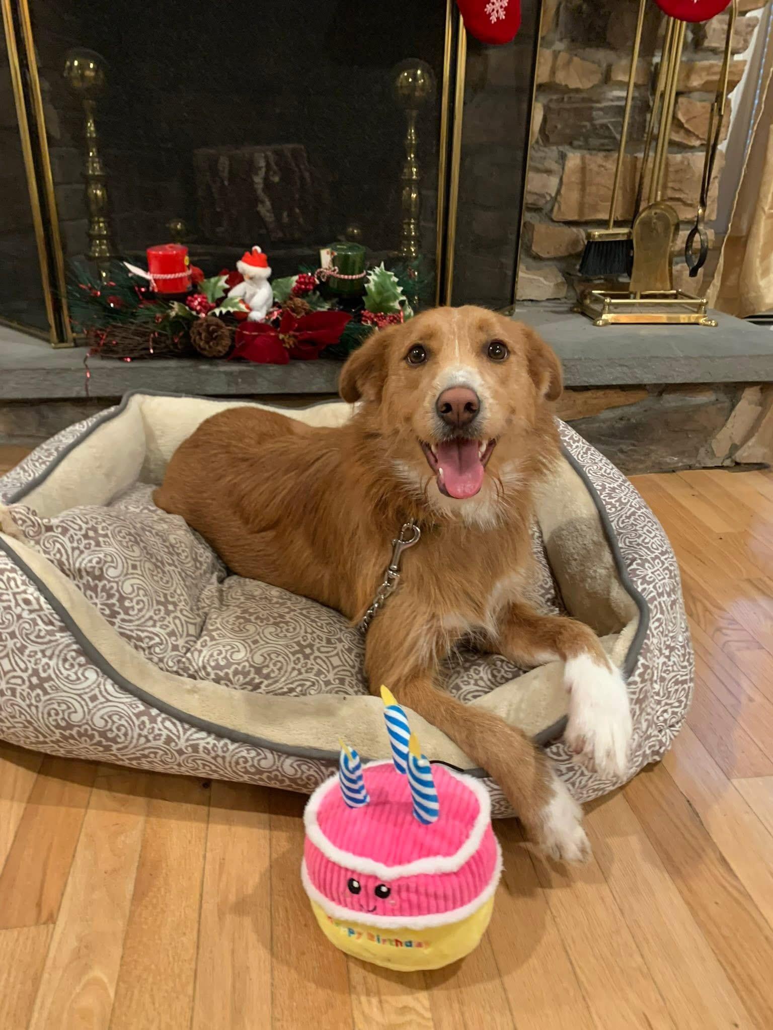 Enlarge Pretty Nala , a ADOPTABLE mixed breed in Nanuet, NY image 5/6