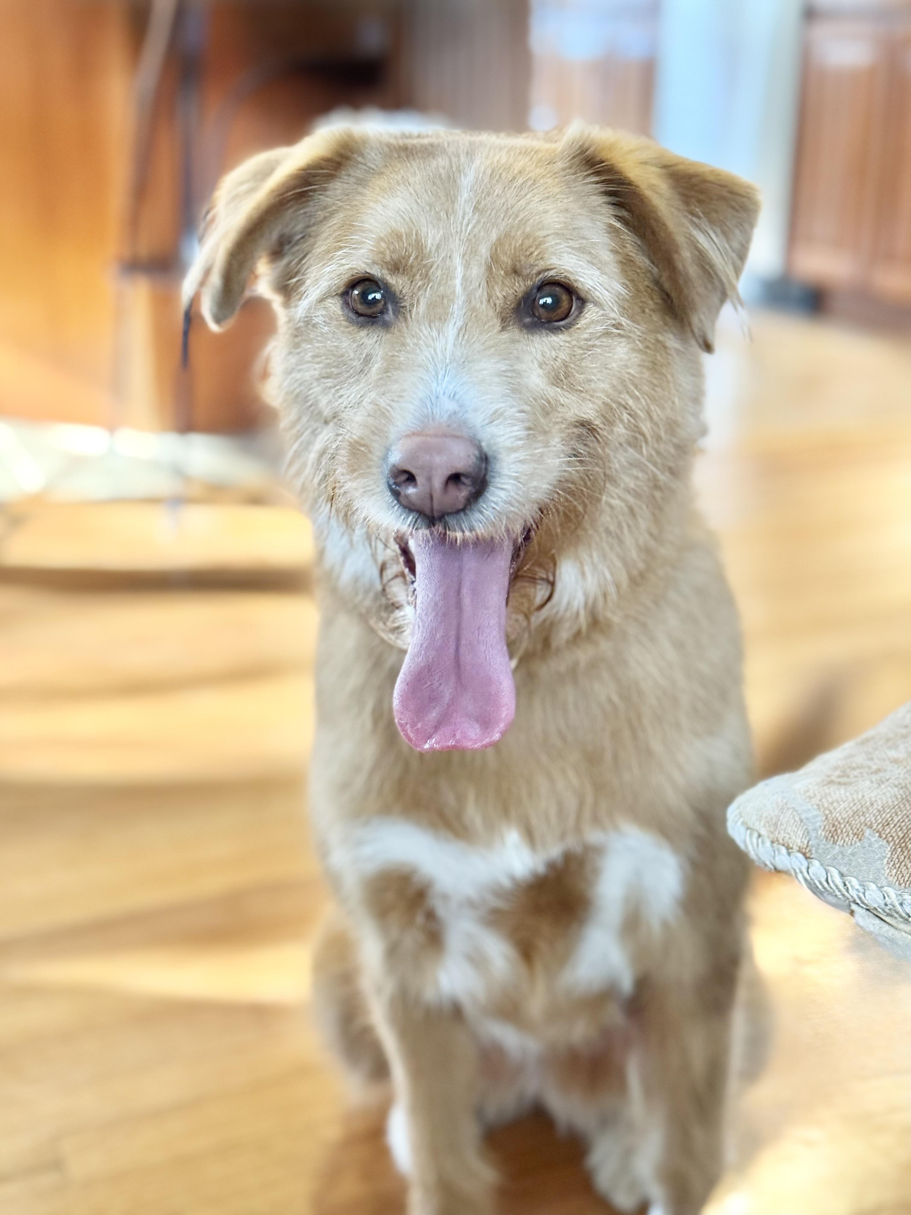 Enlarge Pretty Nala , a ADOPTABLE mixed breed in Nanuet, NY image 6/6