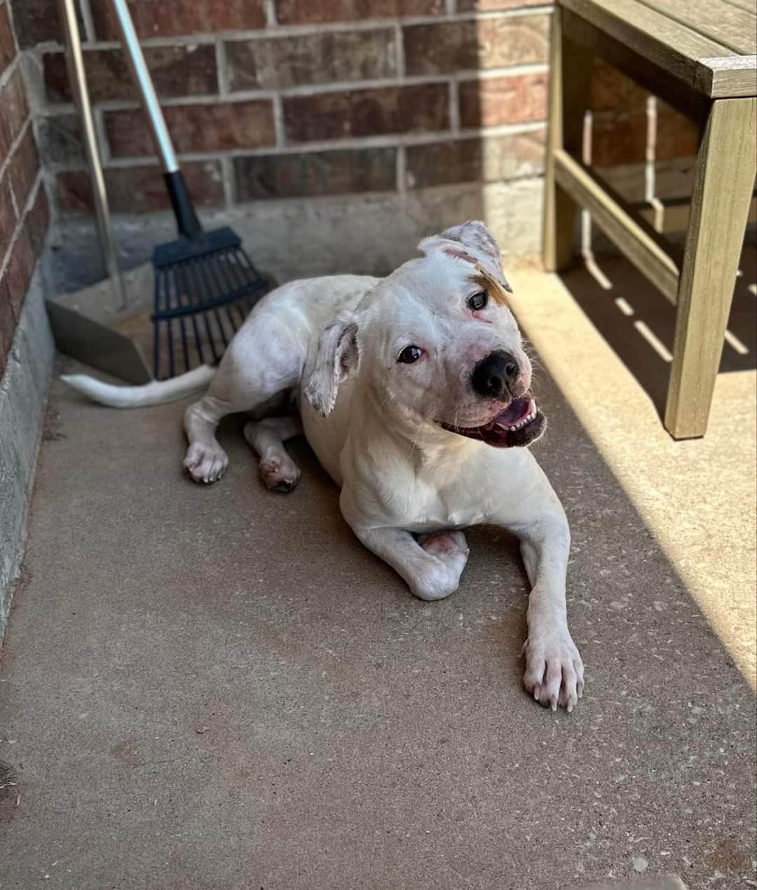 Enlarge Shirley Rose, a Adoptable mixed breed in Portland, OR image 5/6