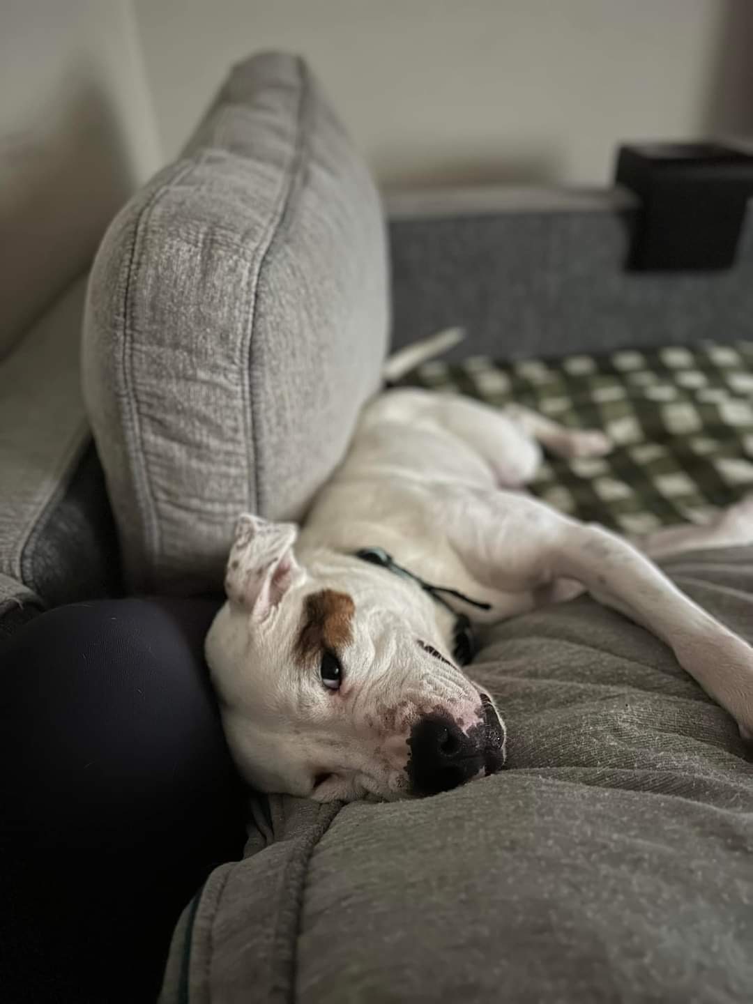 Enlarge Shirley Rose, a Adoptable mixed breed in Portland, OR image 6/6