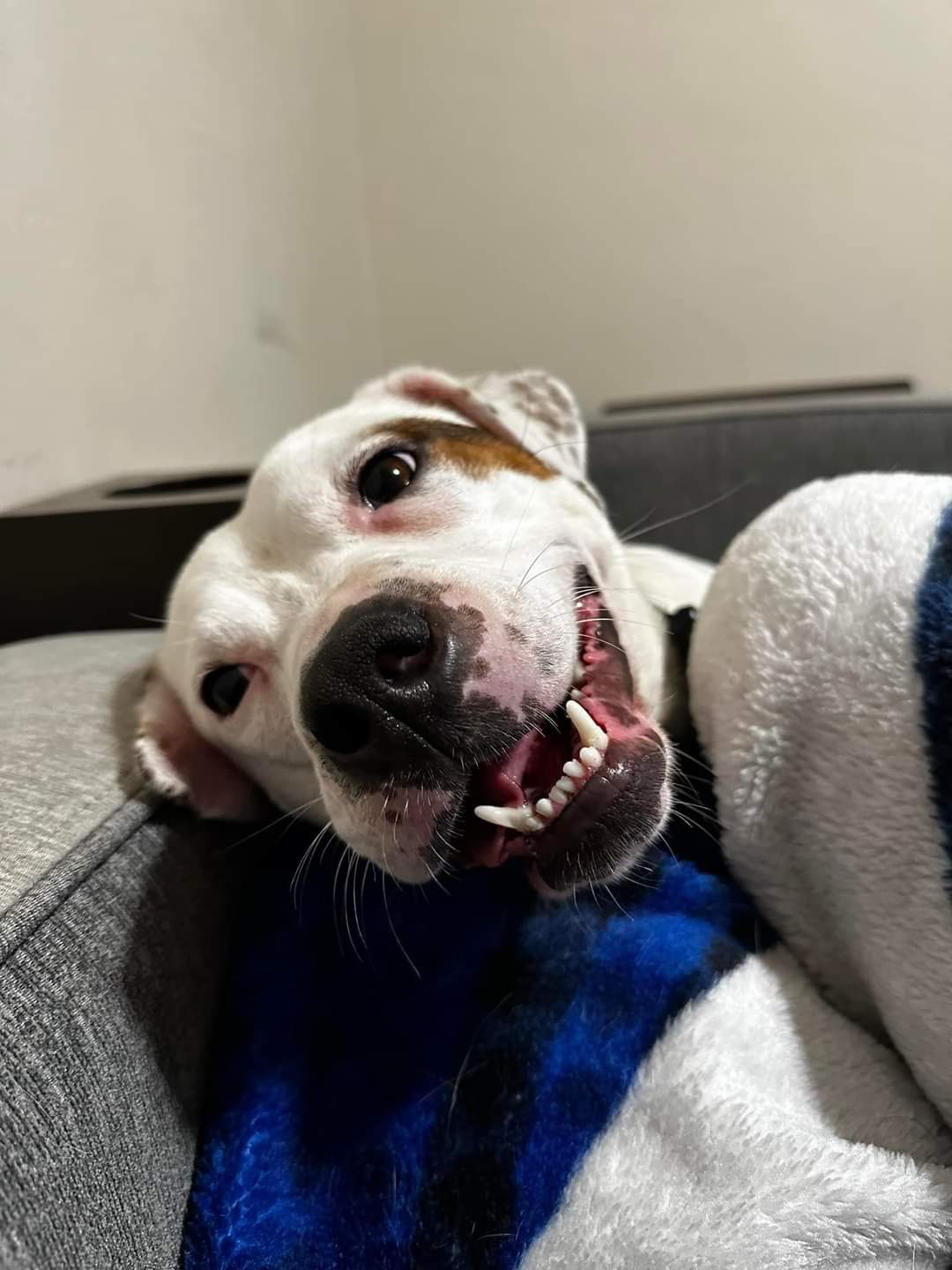 Enlarge Shirley Rose, a Adoptable mixed breed in Portland, OR image 4/6