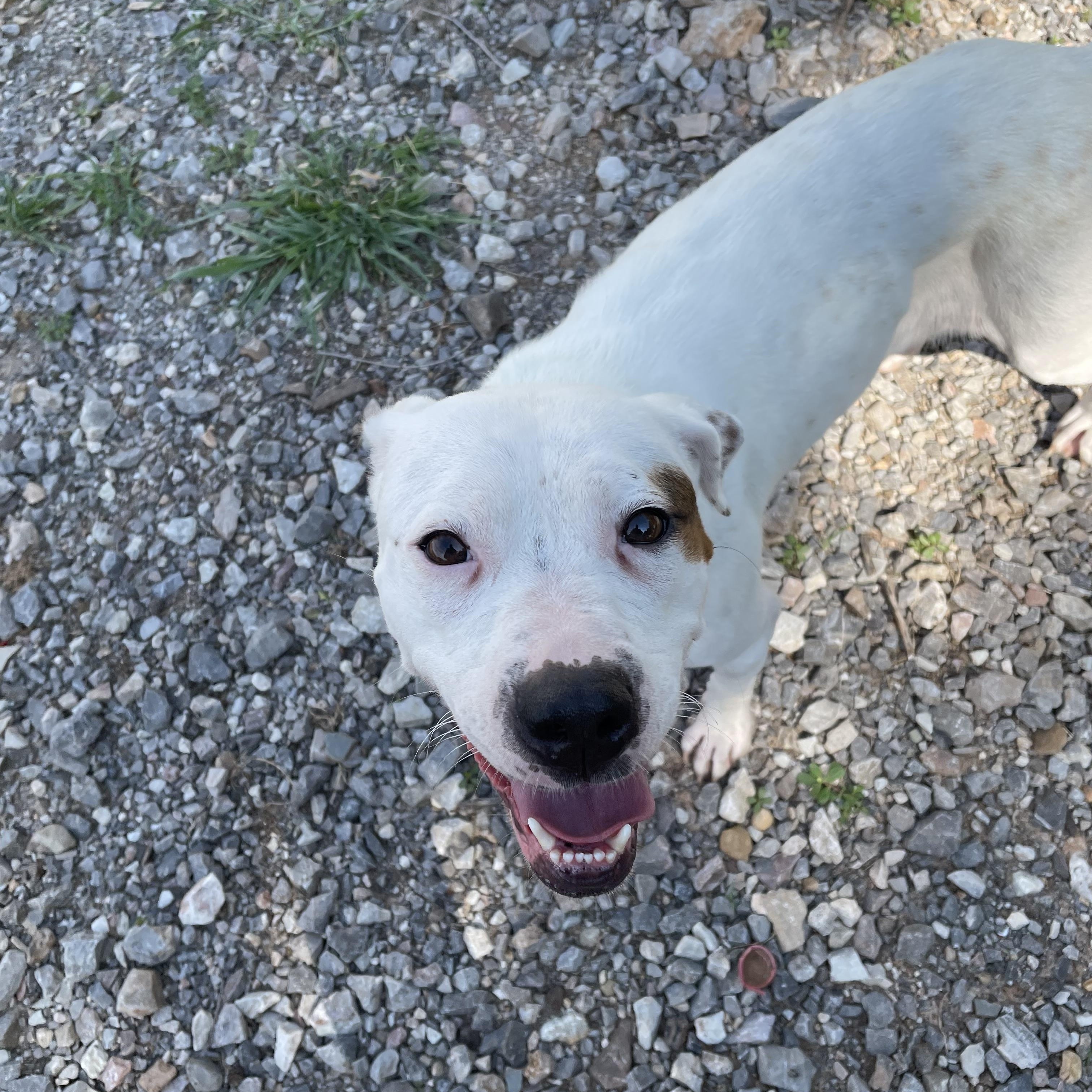 Rosie Posey, a Adoptable mixed breed in Portland, OR image 6/6