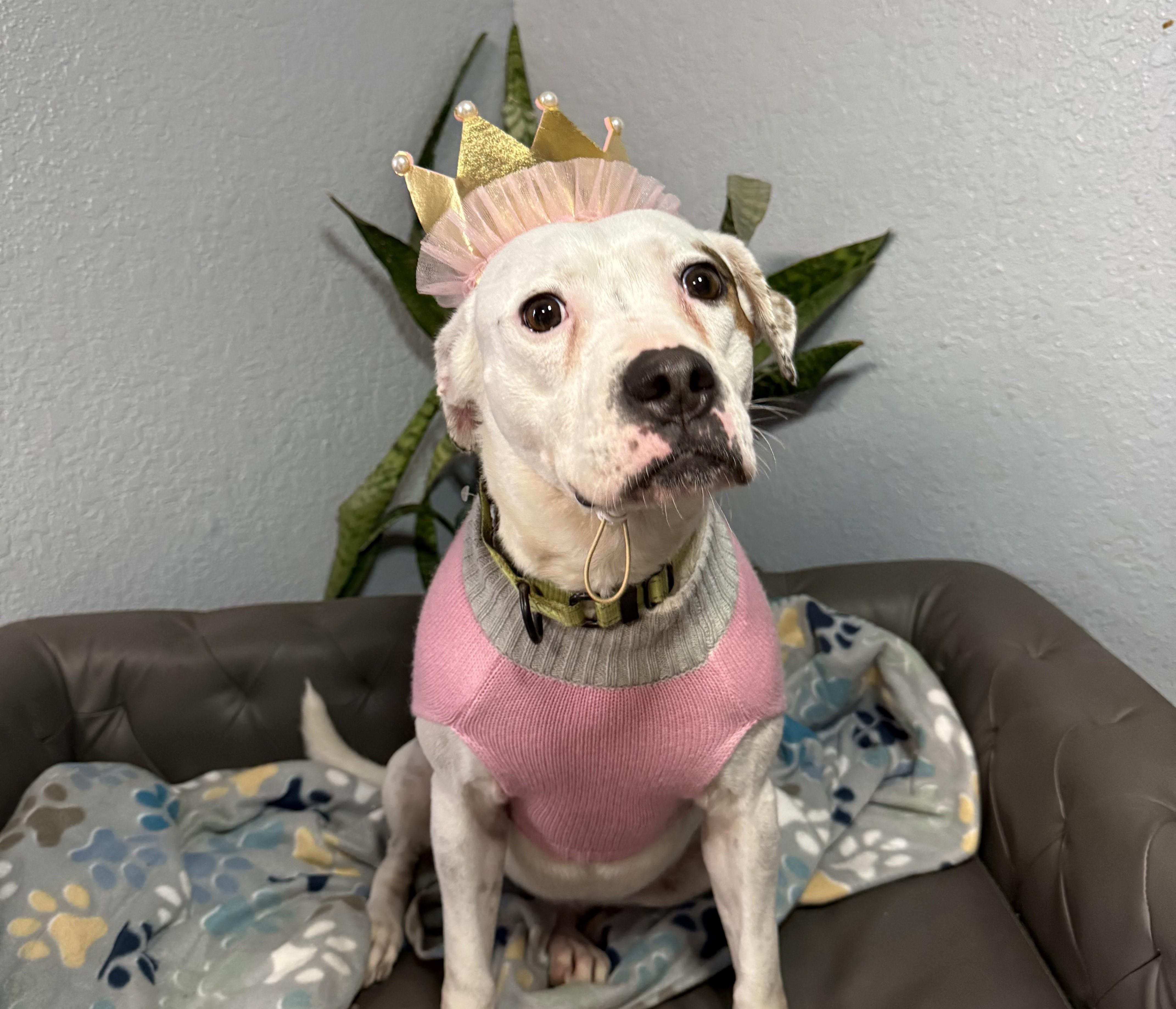 Enlarge Shirley Rose, a Adoptable mixed breed in Portland, OR image 3/6