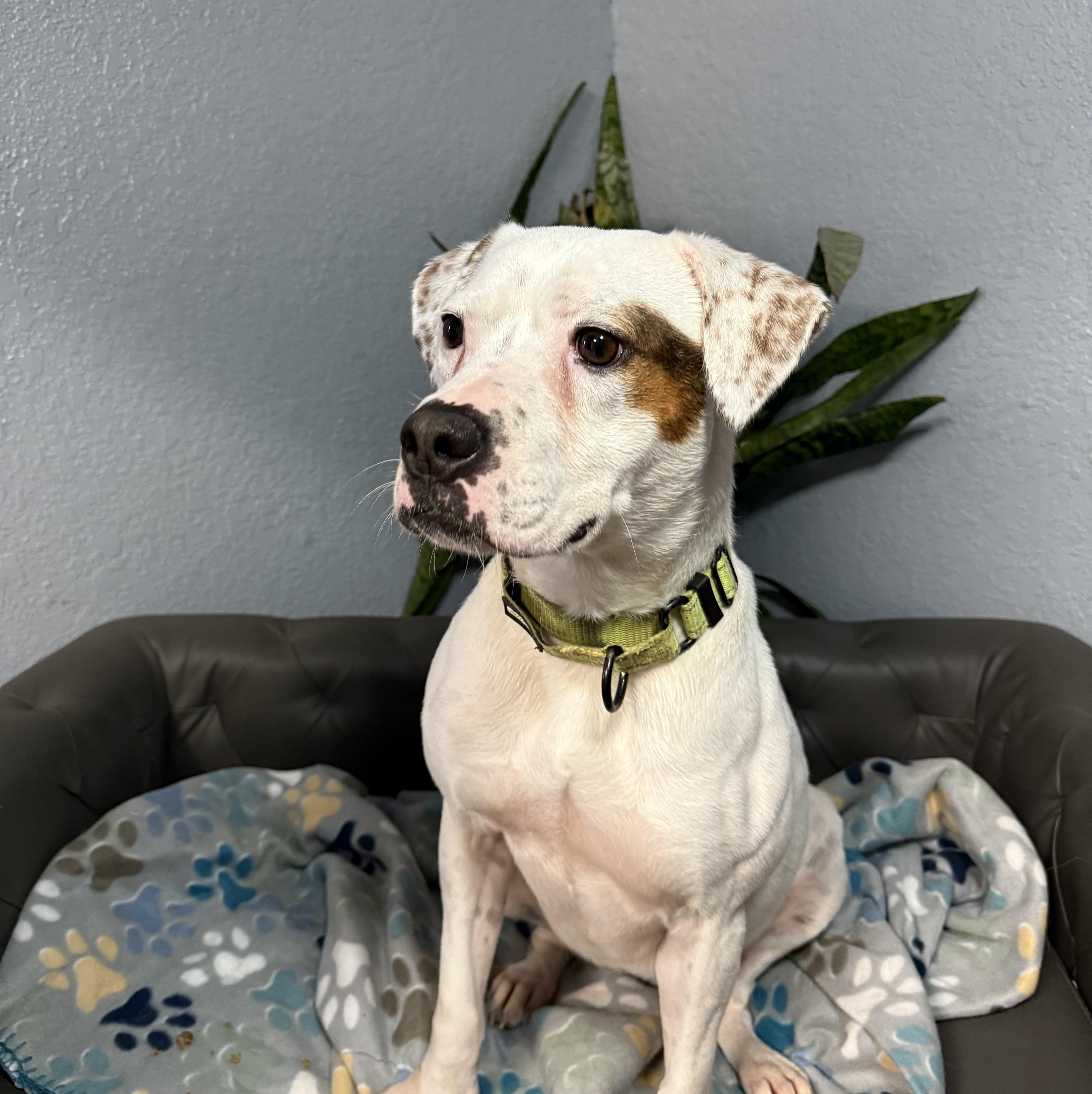 Enlarge Shirley Rose, a Adoptable mixed breed in Portland, OR image 2/6