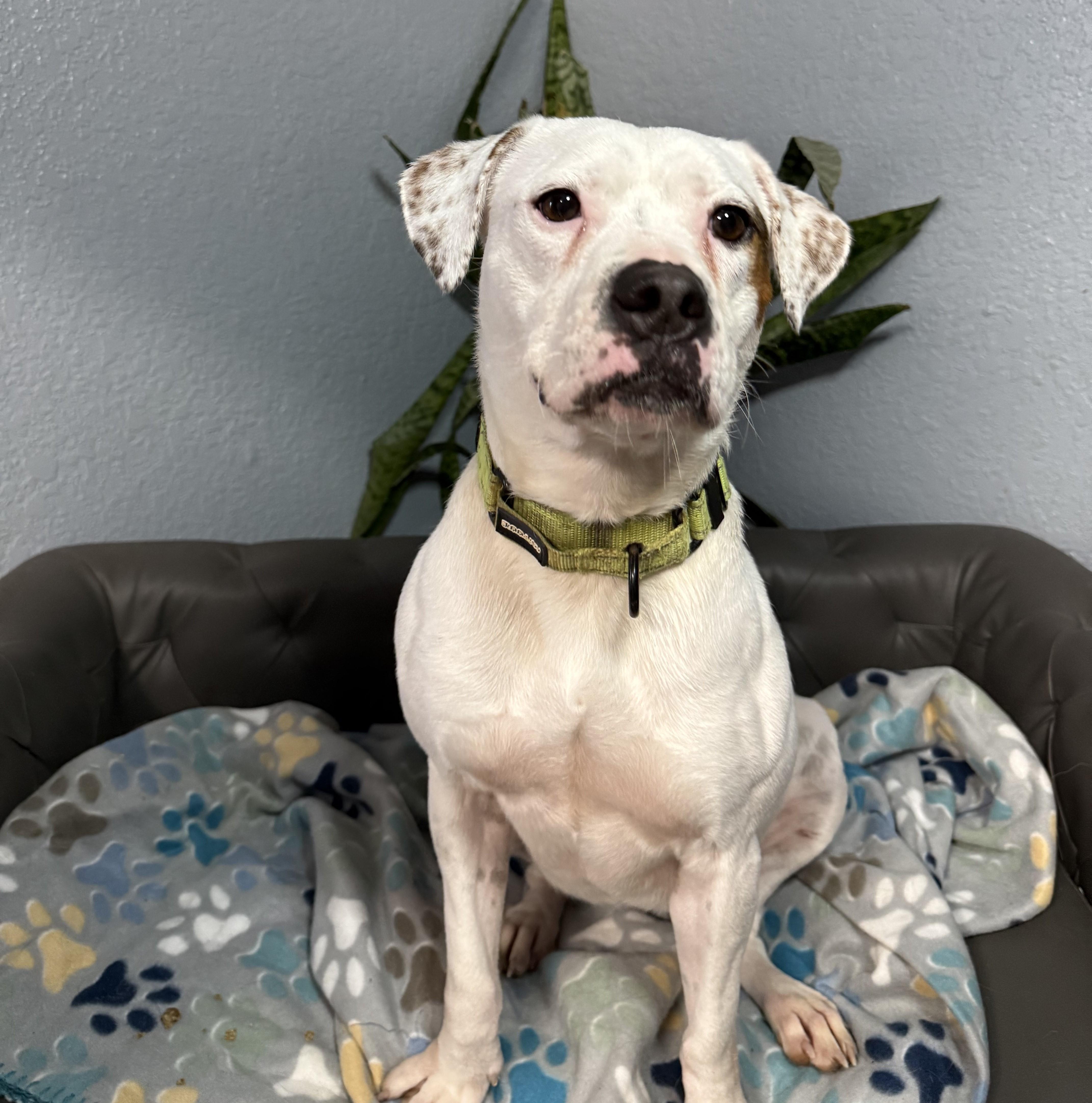 Enlarge Shirley Rose, a Adoptable mixed breed in Portland, OR image 1/6