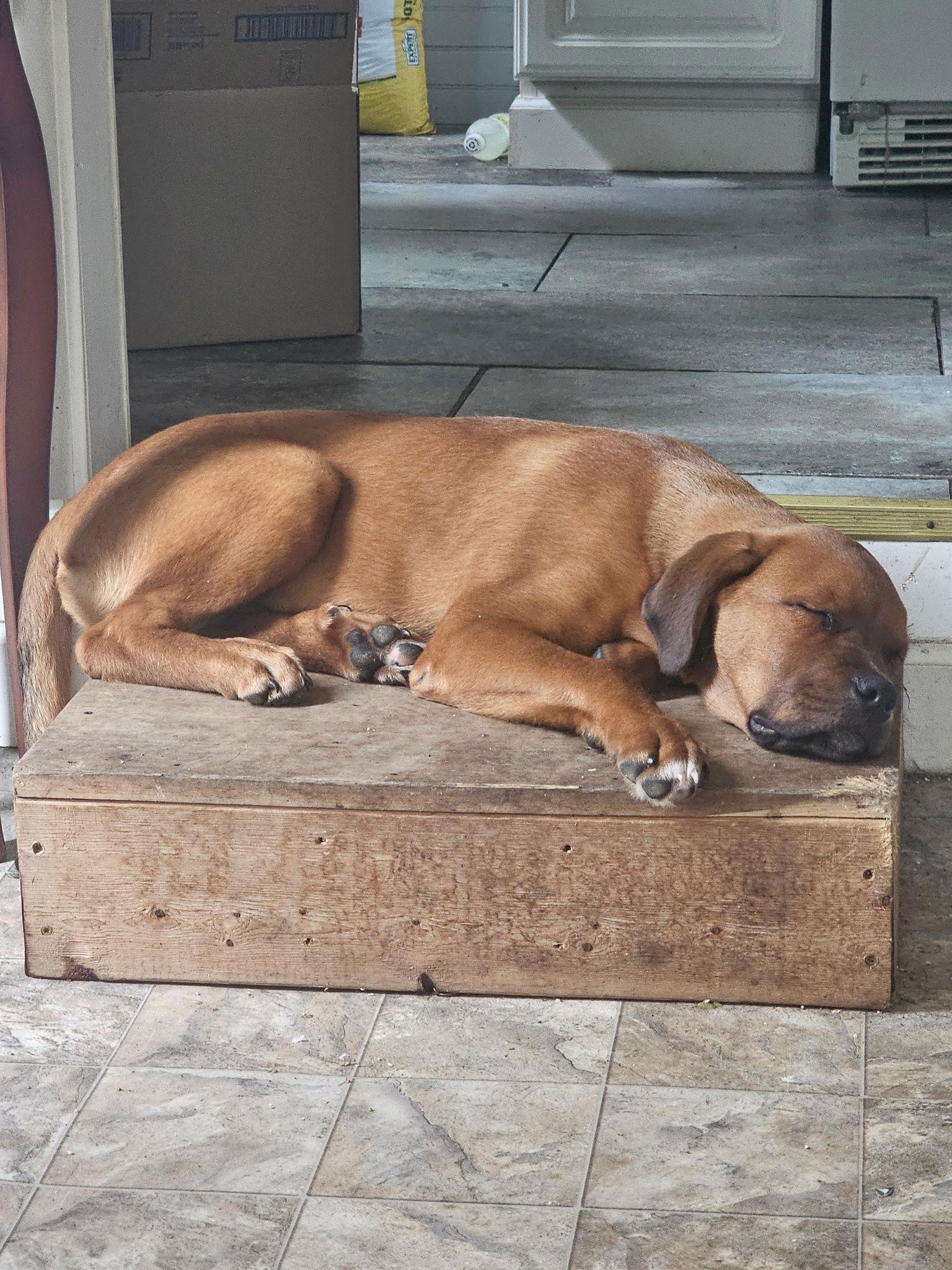 Buck, Adopted, Young Male Mastiff & Hound.