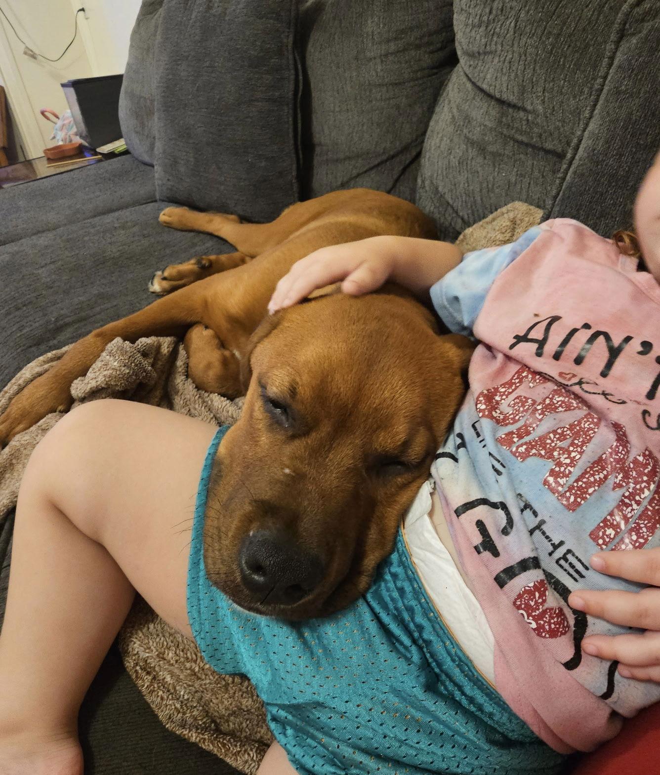 Enlarge Buck, a Adopted mixed breed in Union, WV image 2/3