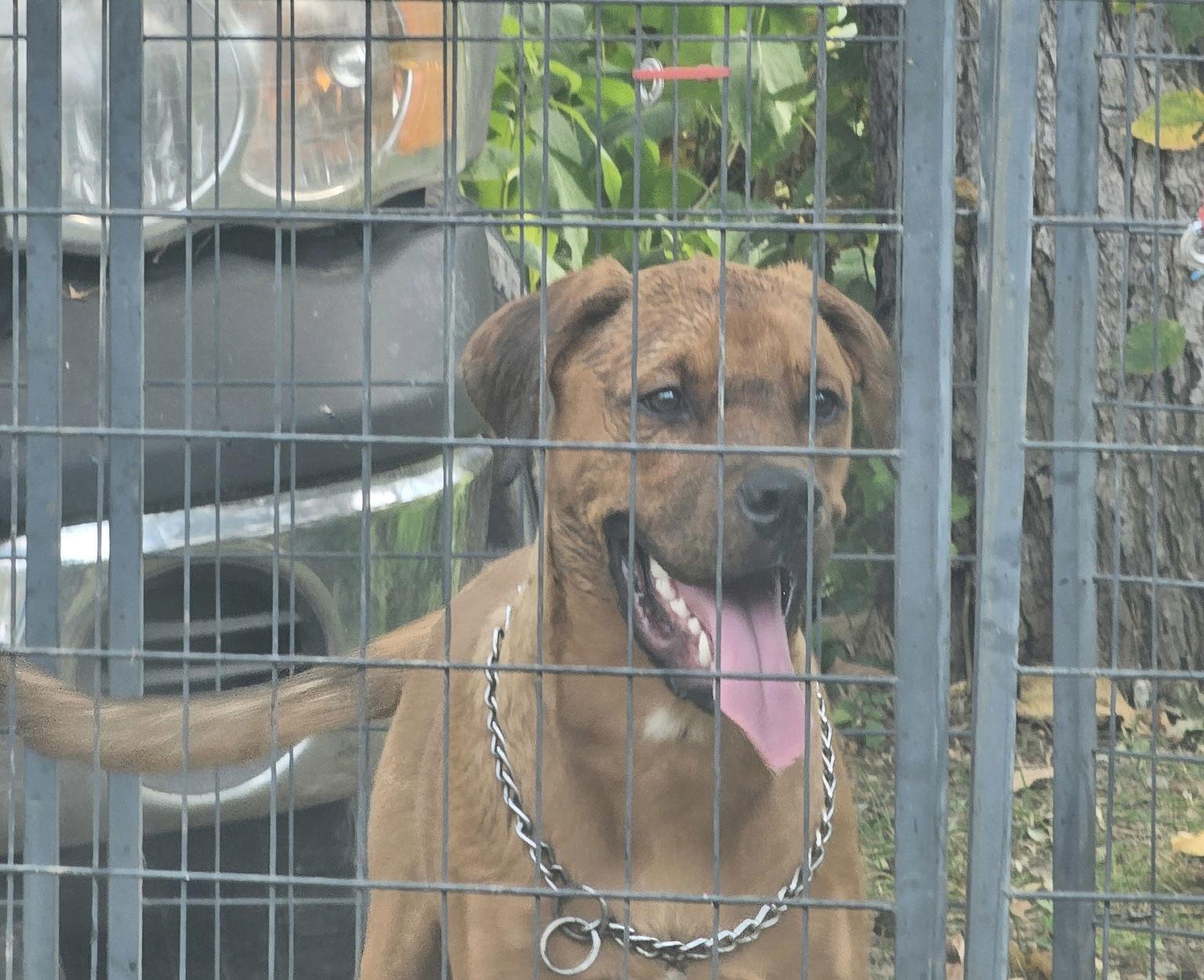 Buck, Adoptable, Young Male Mastiff & Hound.