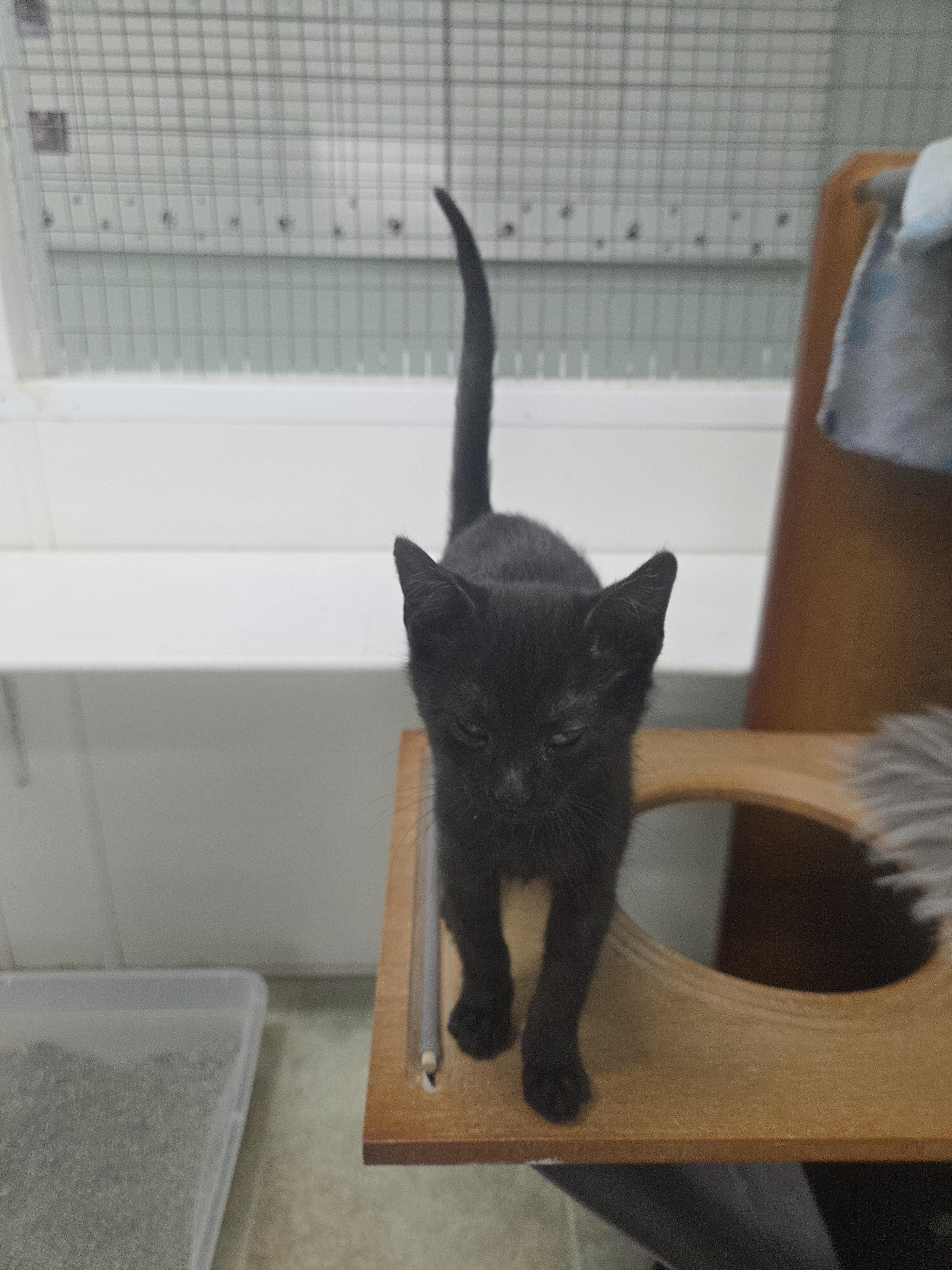 Enlarge Timmy, an adopted mixed breed in Carsonville, MI image 2/3