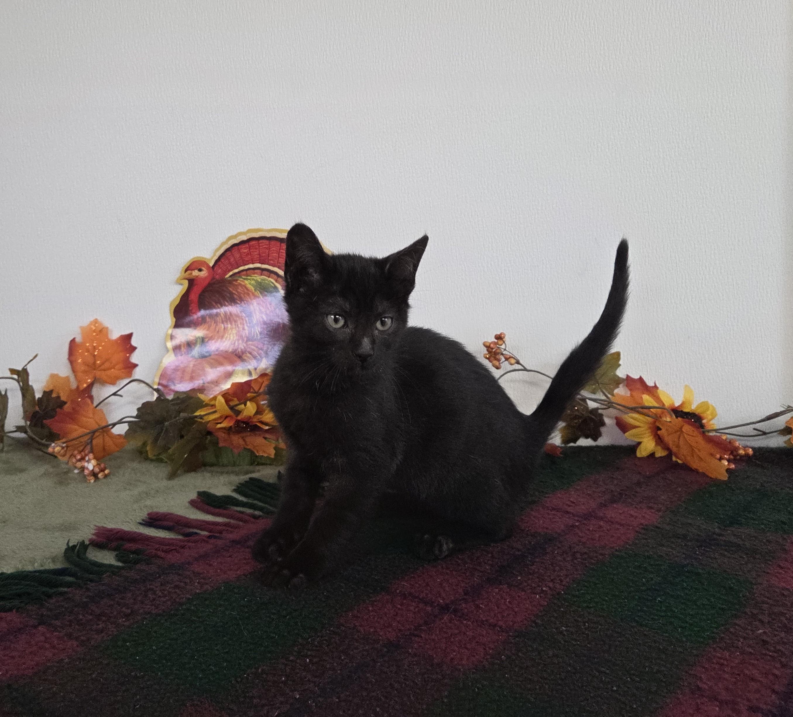 Timmy, Adoptable, Kitten Male Domestic Short Hair.