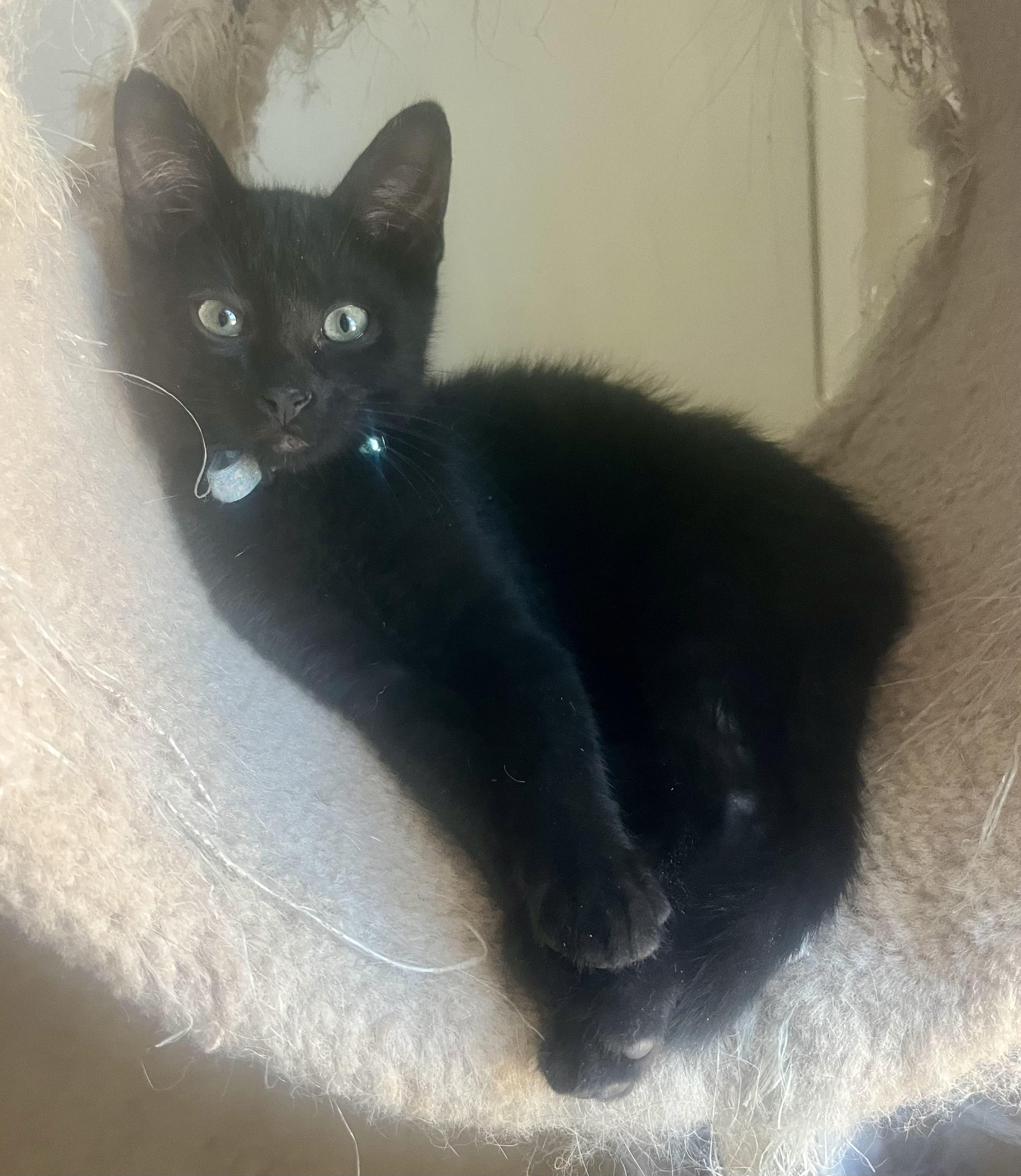 Enlarge Rambo, a ADOPTABLE Domestic Short Hair in Lancaster, CA image 5/6