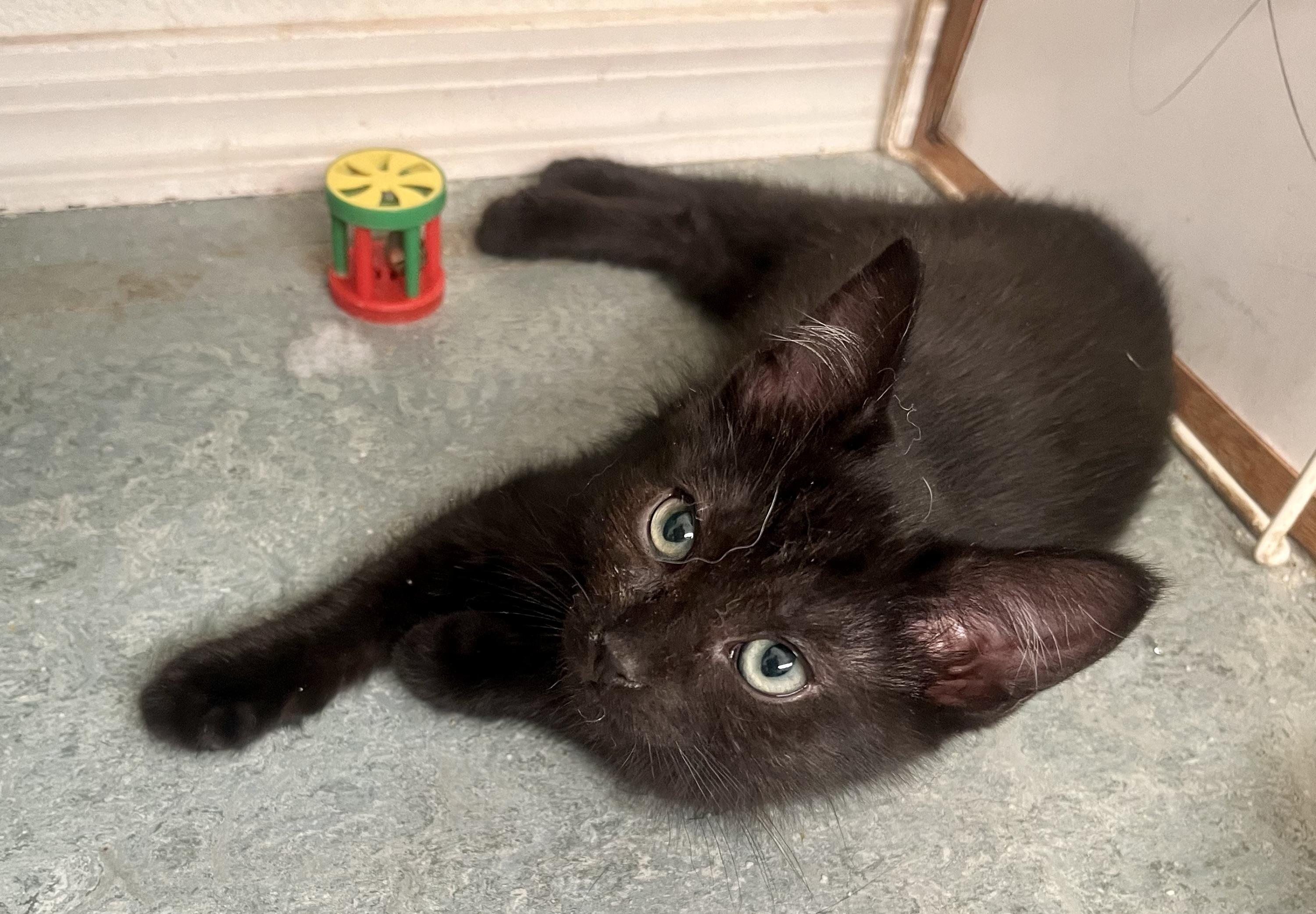 Enlarge Rambo, a ADOPTABLE Domestic Short Hair in Lancaster, CA image 6/6