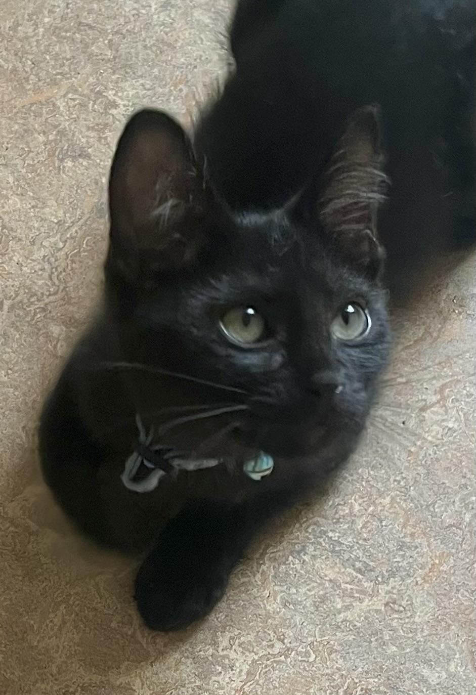 Enlarge Rambo, a ADOPTABLE Domestic Short Hair in Lancaster, CA image 2/6