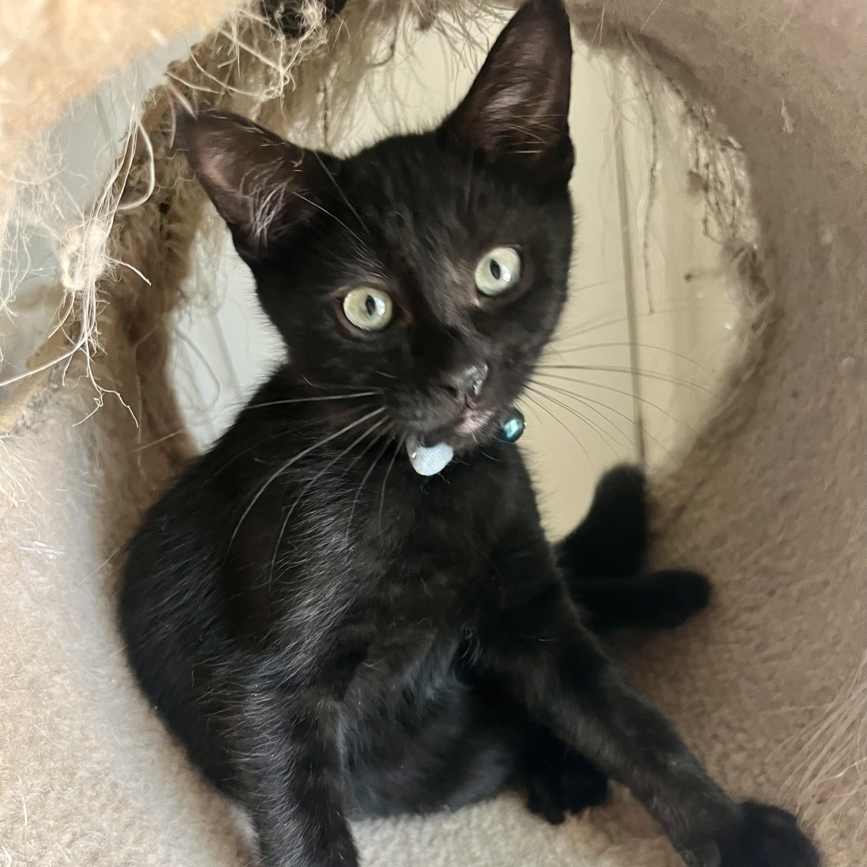 Rambo, ADOPTABLE, Kitten Male Domestic Short Hair.