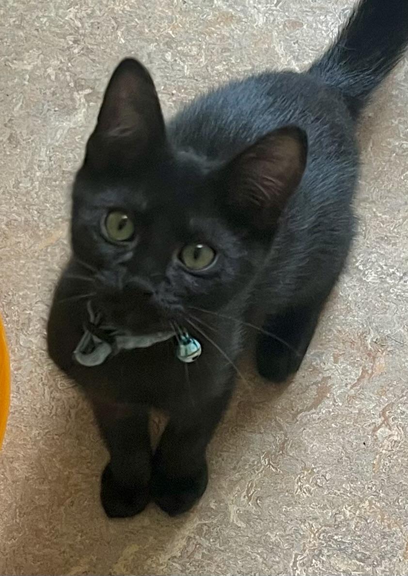 Enlarge Rambo, a ADOPTABLE Domestic Short Hair in Lancaster, CA image 3/6