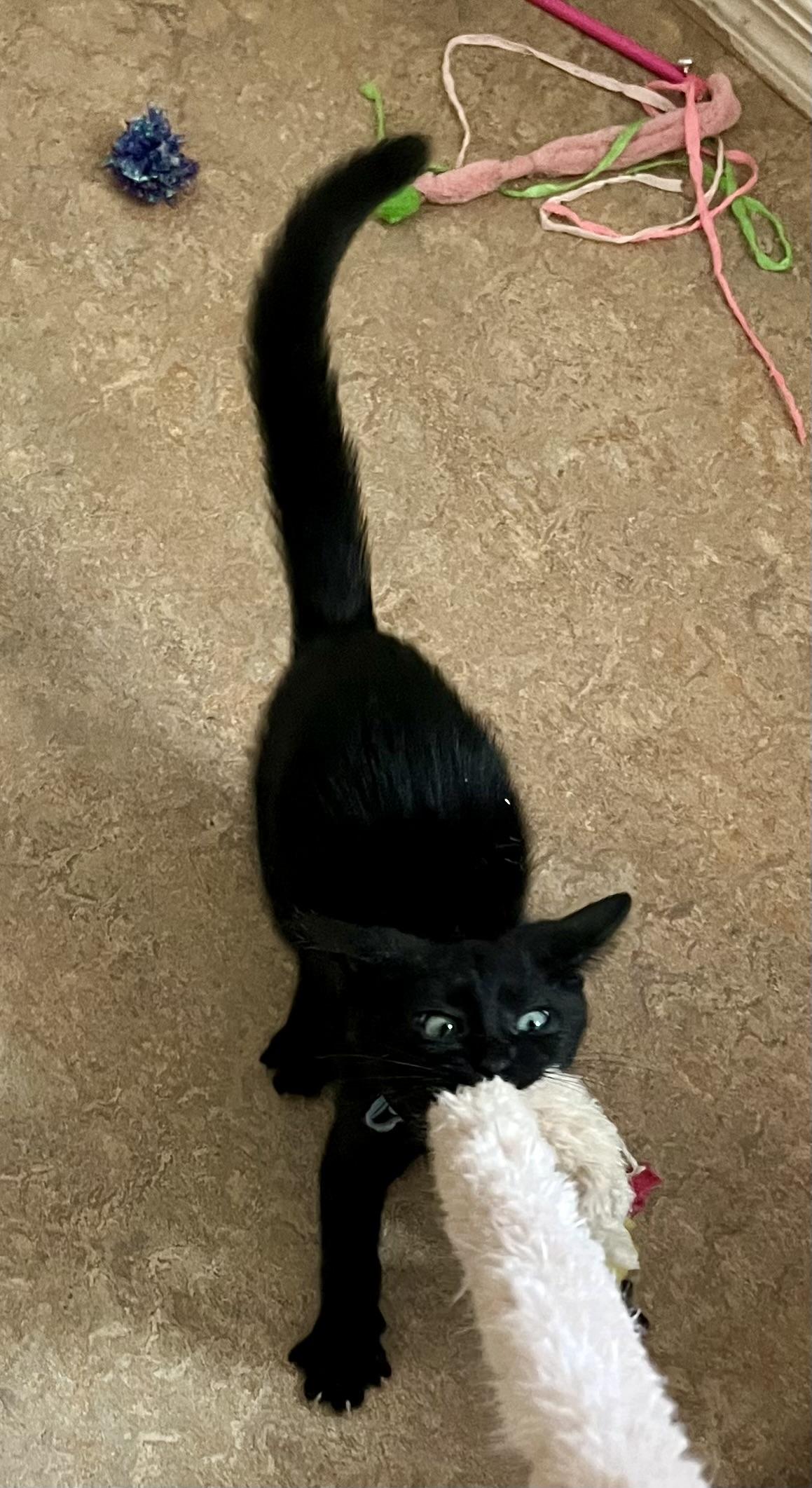 Enlarge Rambo, a ADOPTABLE Domestic Short Hair in Lancaster, CA image 4/6