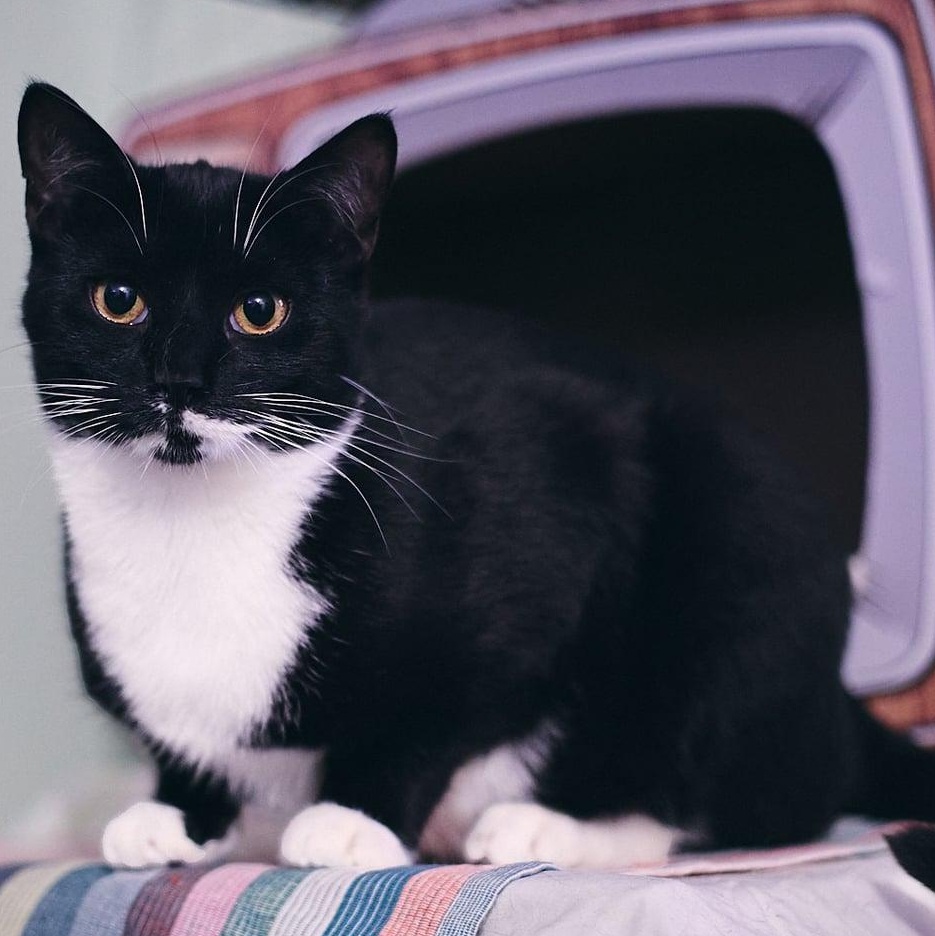 Enlarge Montana, a Adoptable Domestic Short Hair in Astoria, NY image 1/5