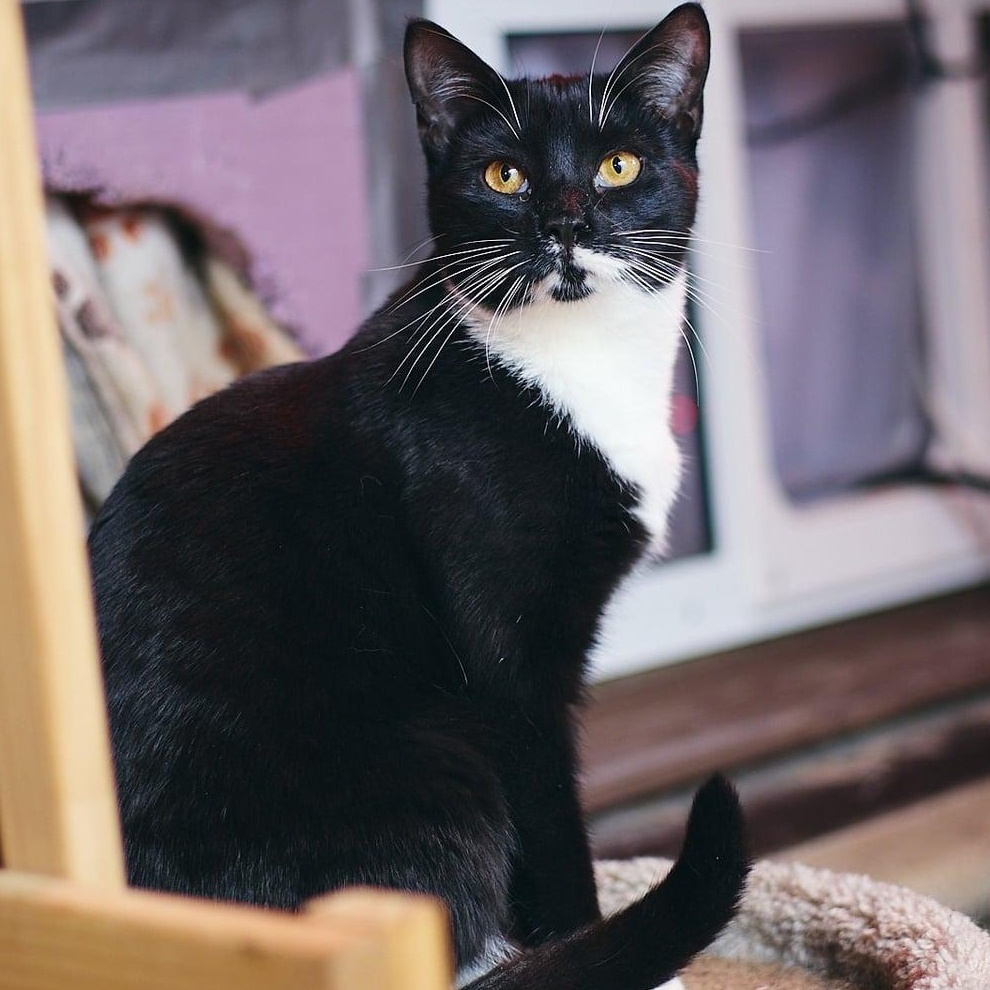 Enlarge Montana, a Adoptable Domestic Short Hair in Astoria, NY image 2/5