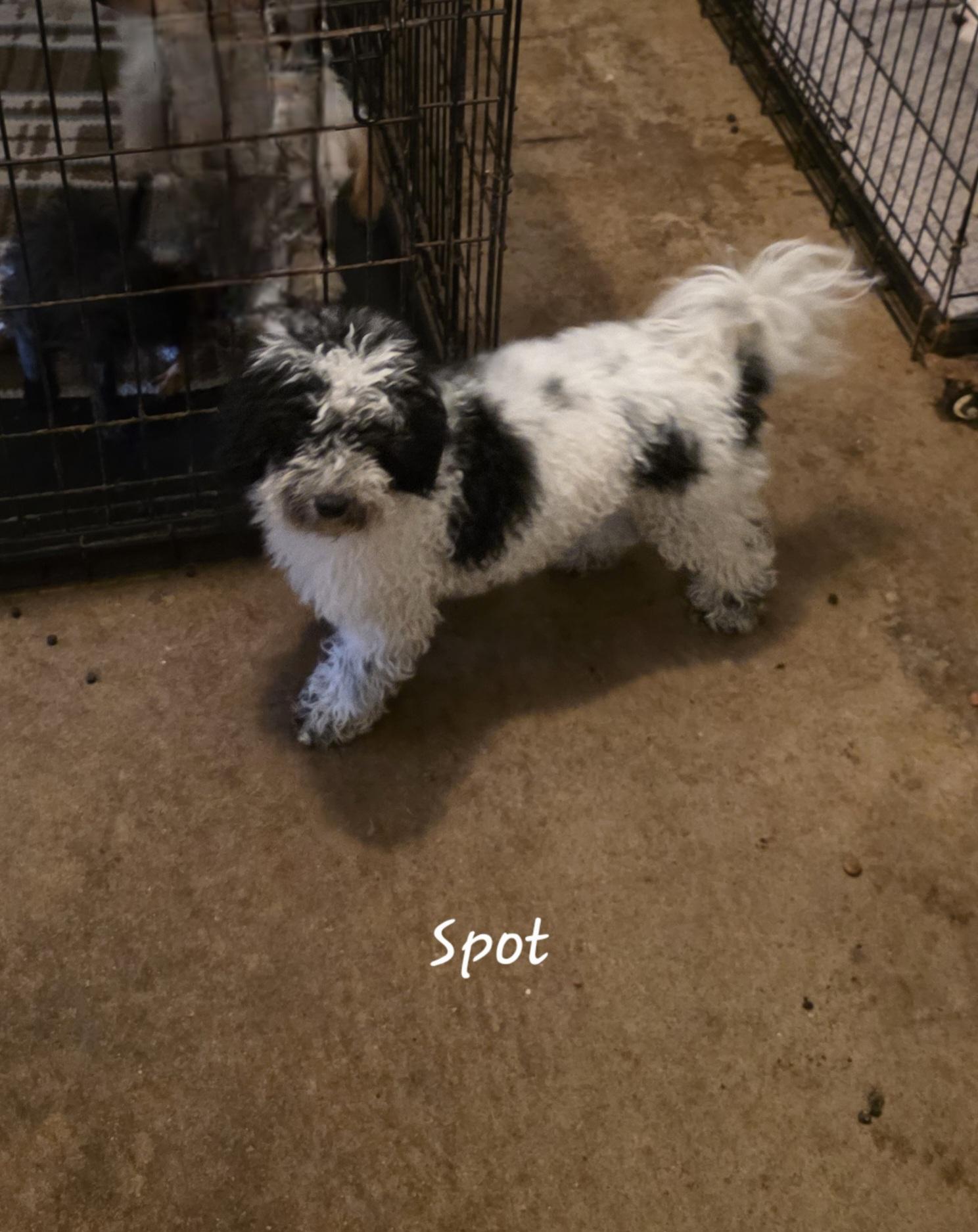 Spot